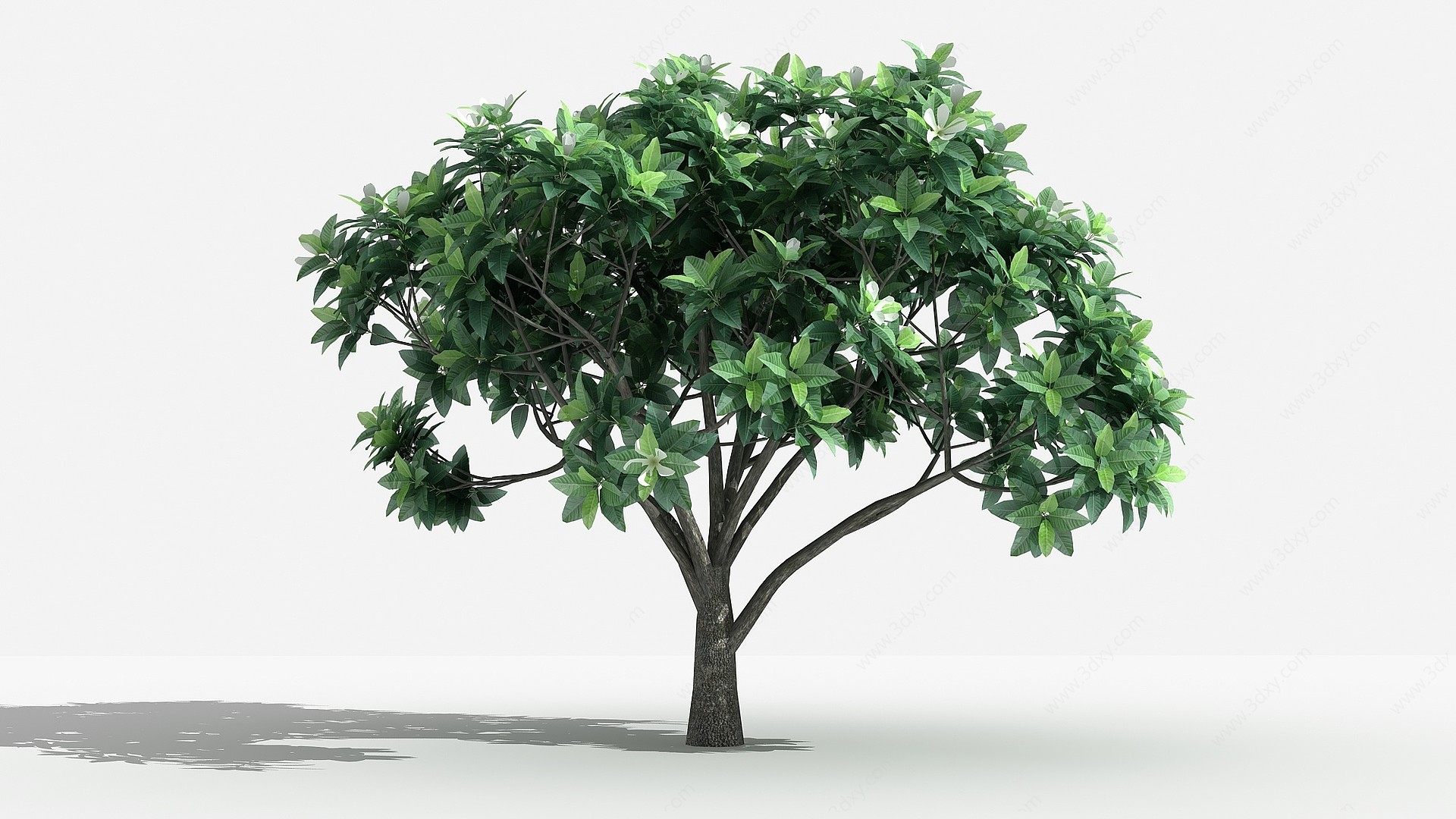 中式山玉兰灌木树3D模型