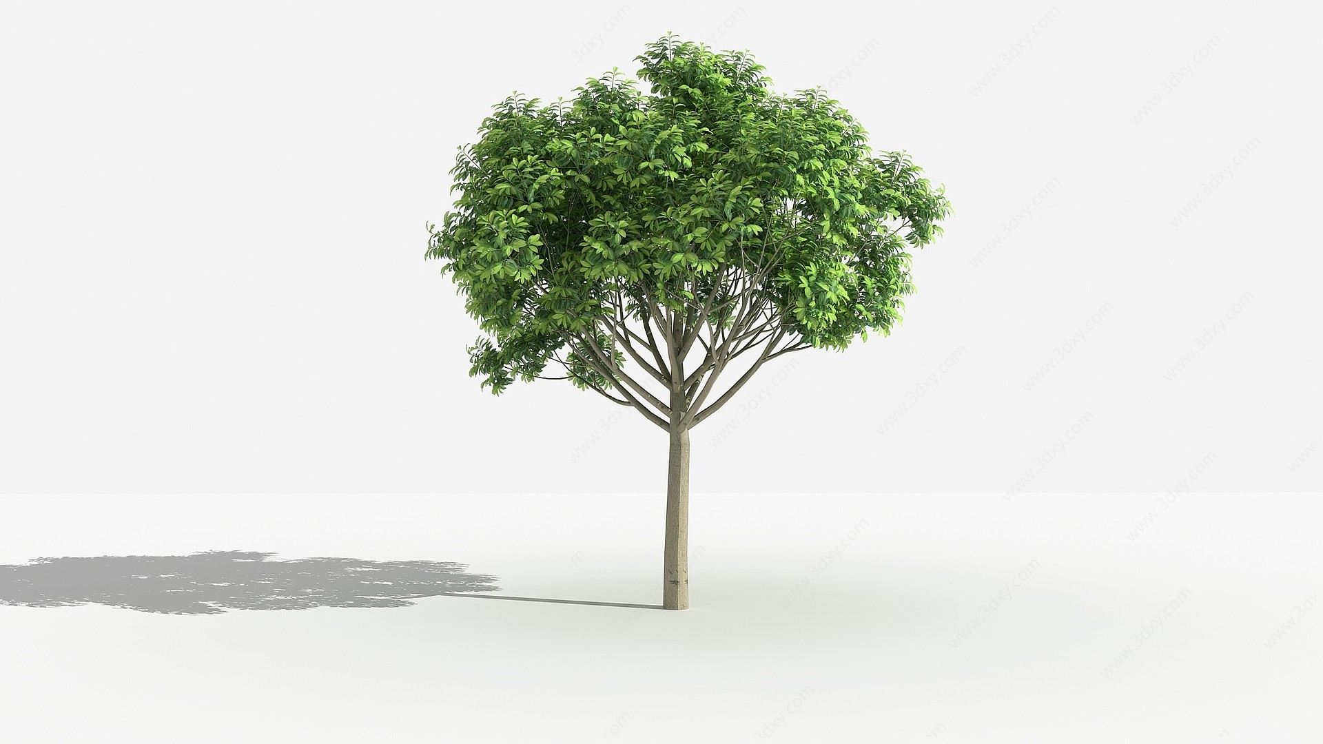 中式天竺桂灌木树3D模型