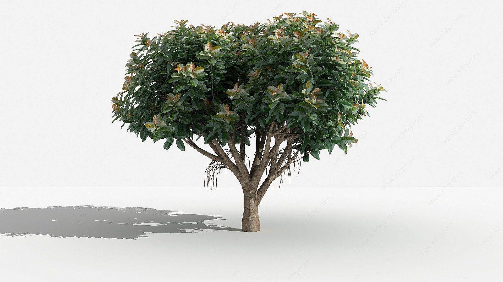 中式橡皮榕大灌木树植物3D模型
