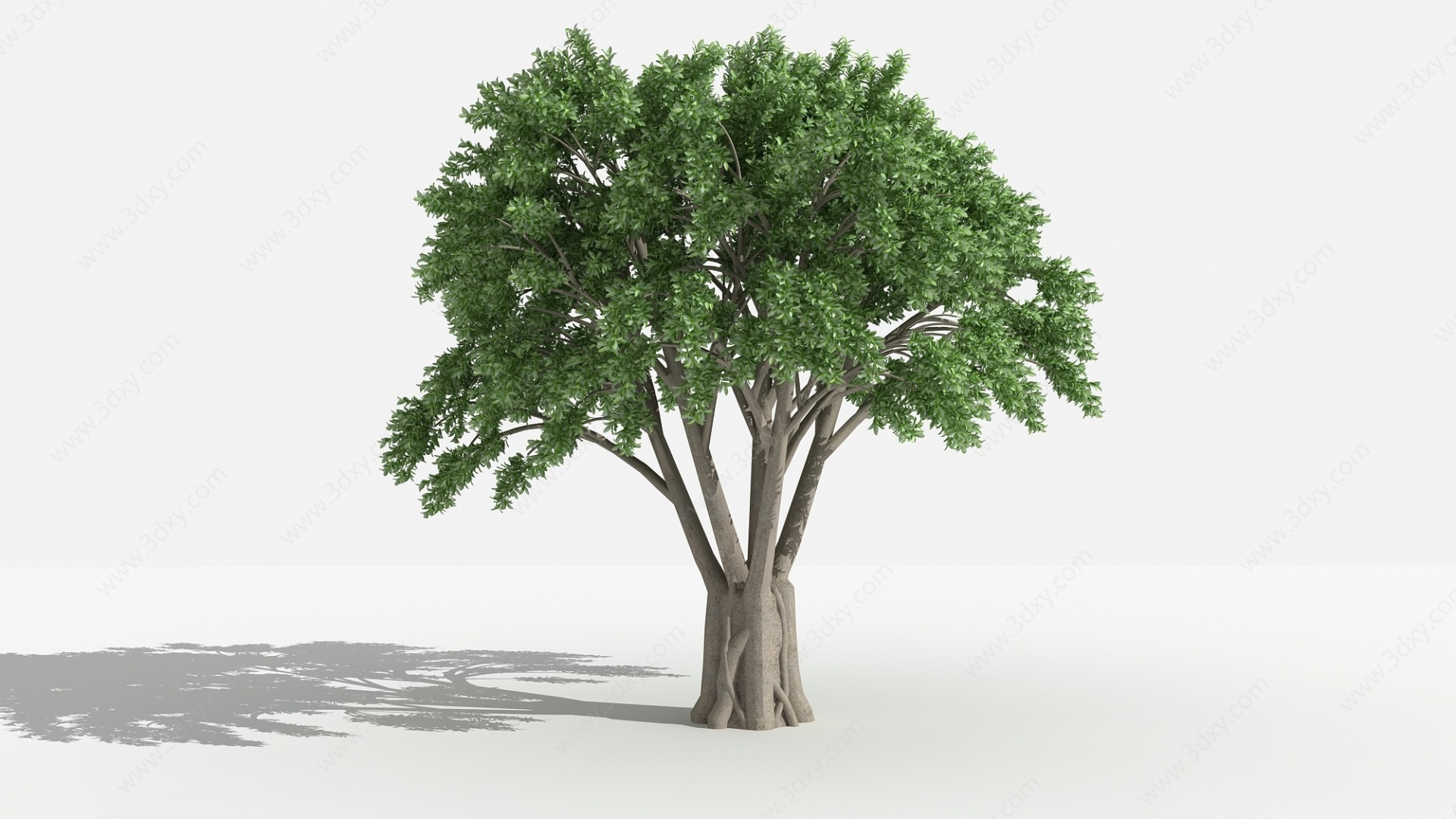中式小叶榕灌木3D模型