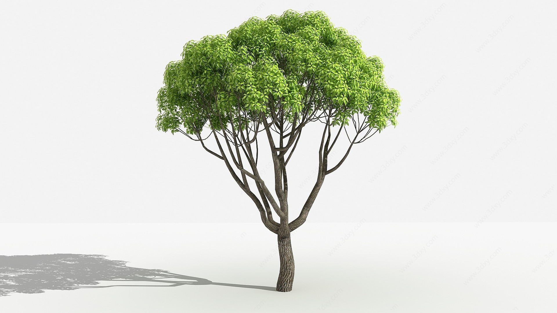 中式小叶樟灌木树3D模型