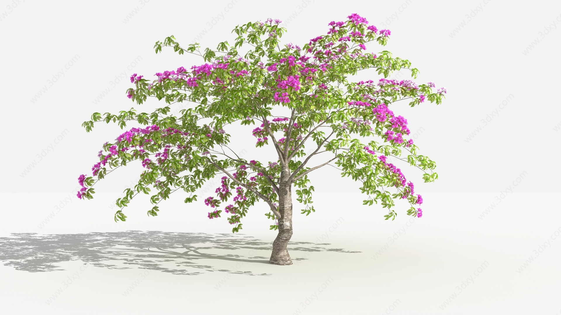 中式叶子花丛灌木树植物3D模型