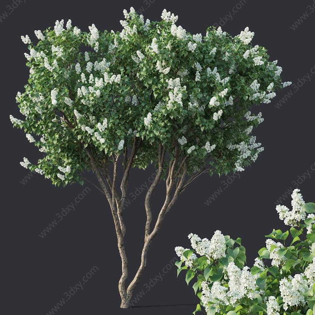 现代植物树丁香树3D模型