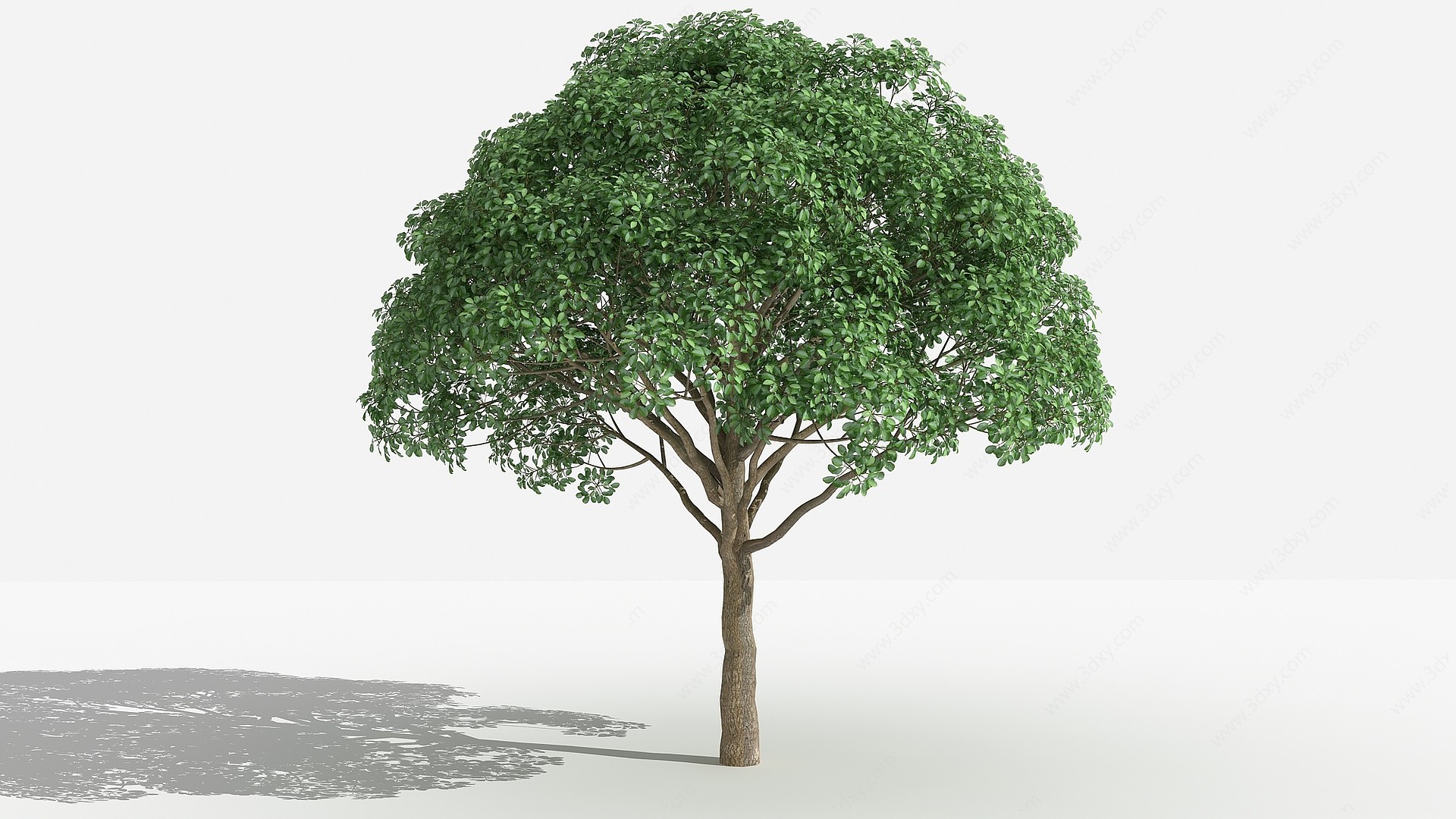 中式重阳木灌木树3D模型