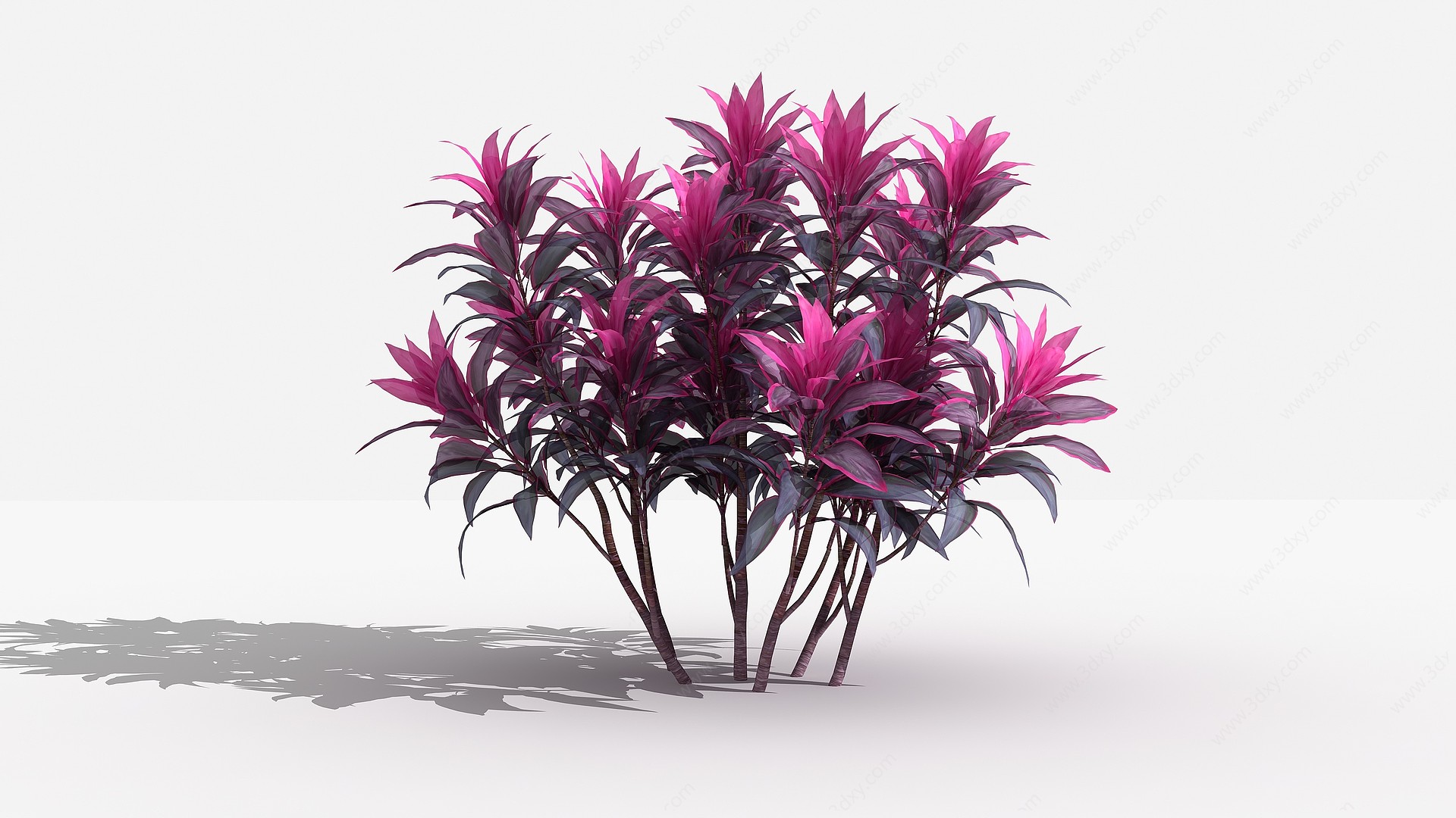 中式茱蕉树灌木树植物3D模型