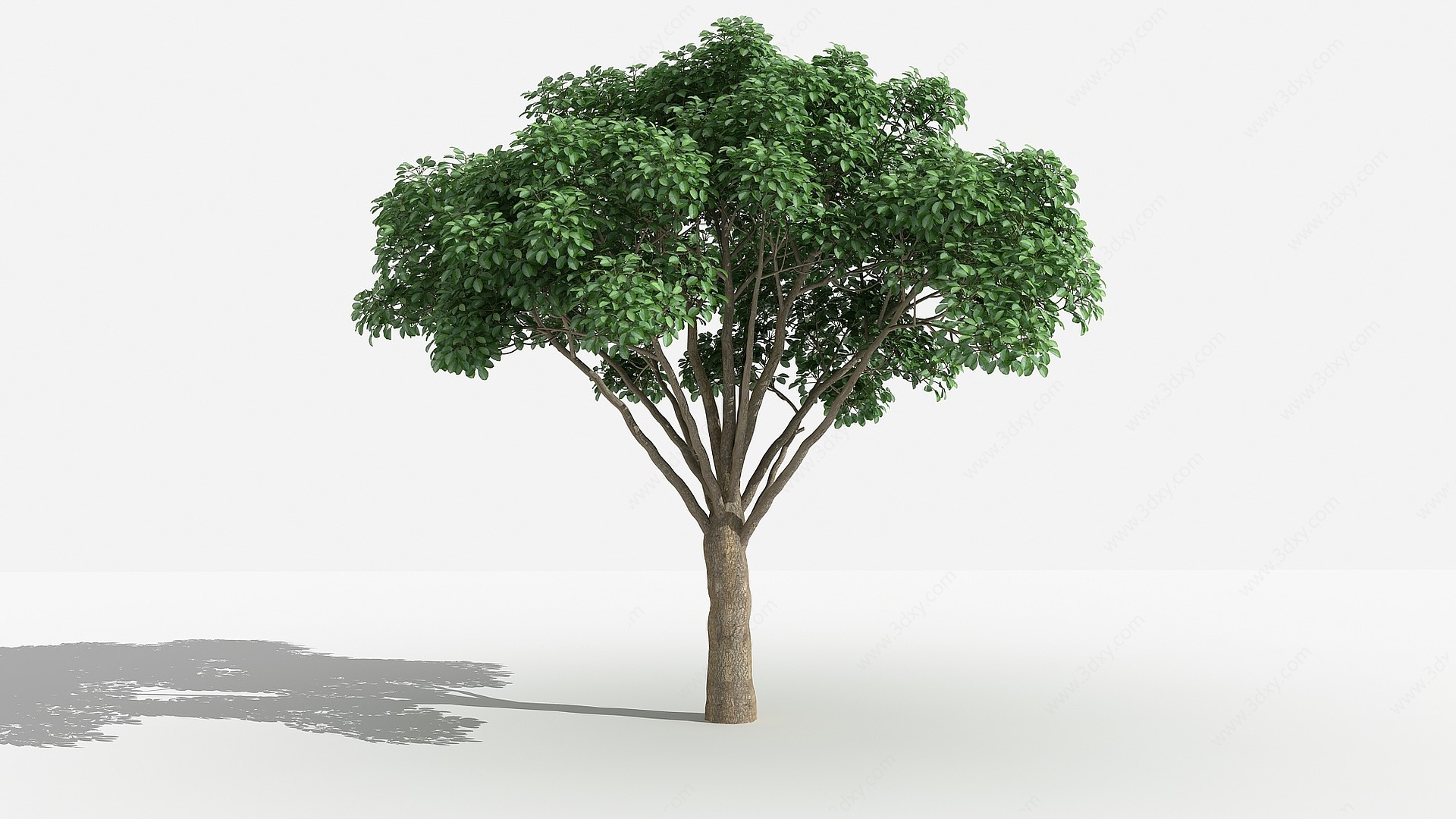 中式重阳木灌木树植物3D模型