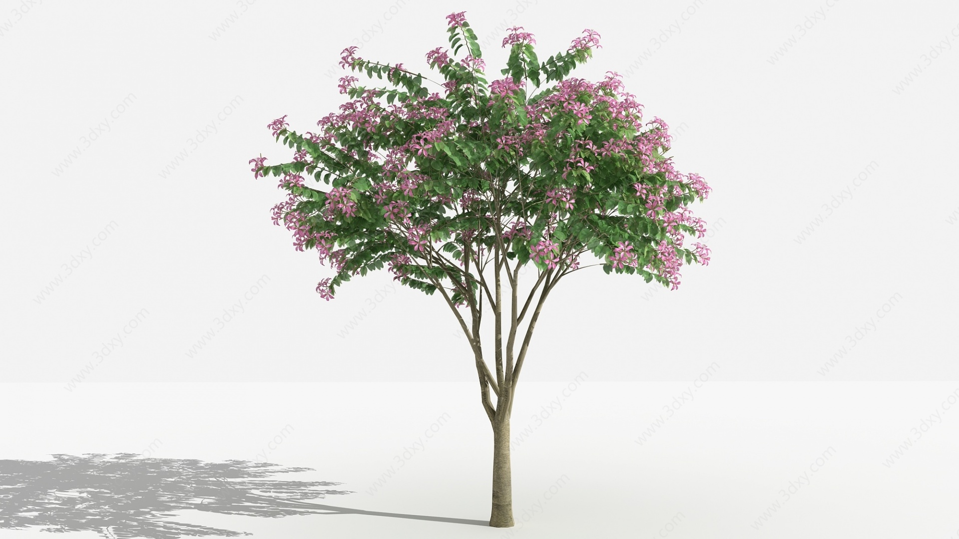 中式紫荆灌木树植物3D模型