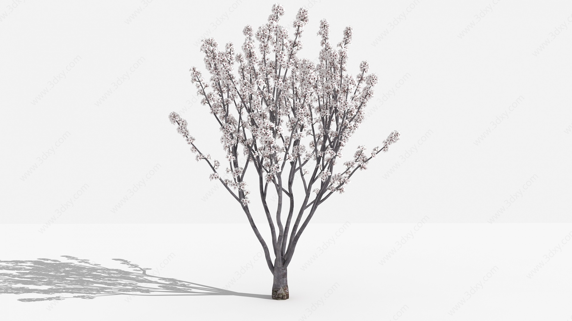 中式紫叶李灌木树植物3D模型