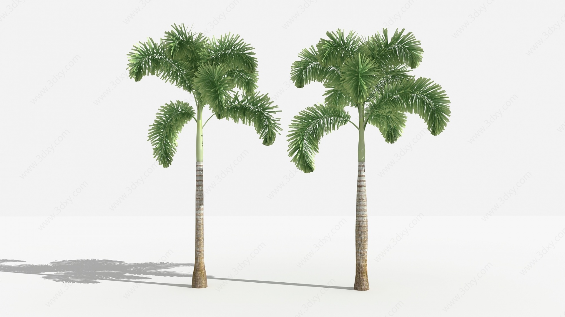 中式狐尾椰灌木树植物3D模型