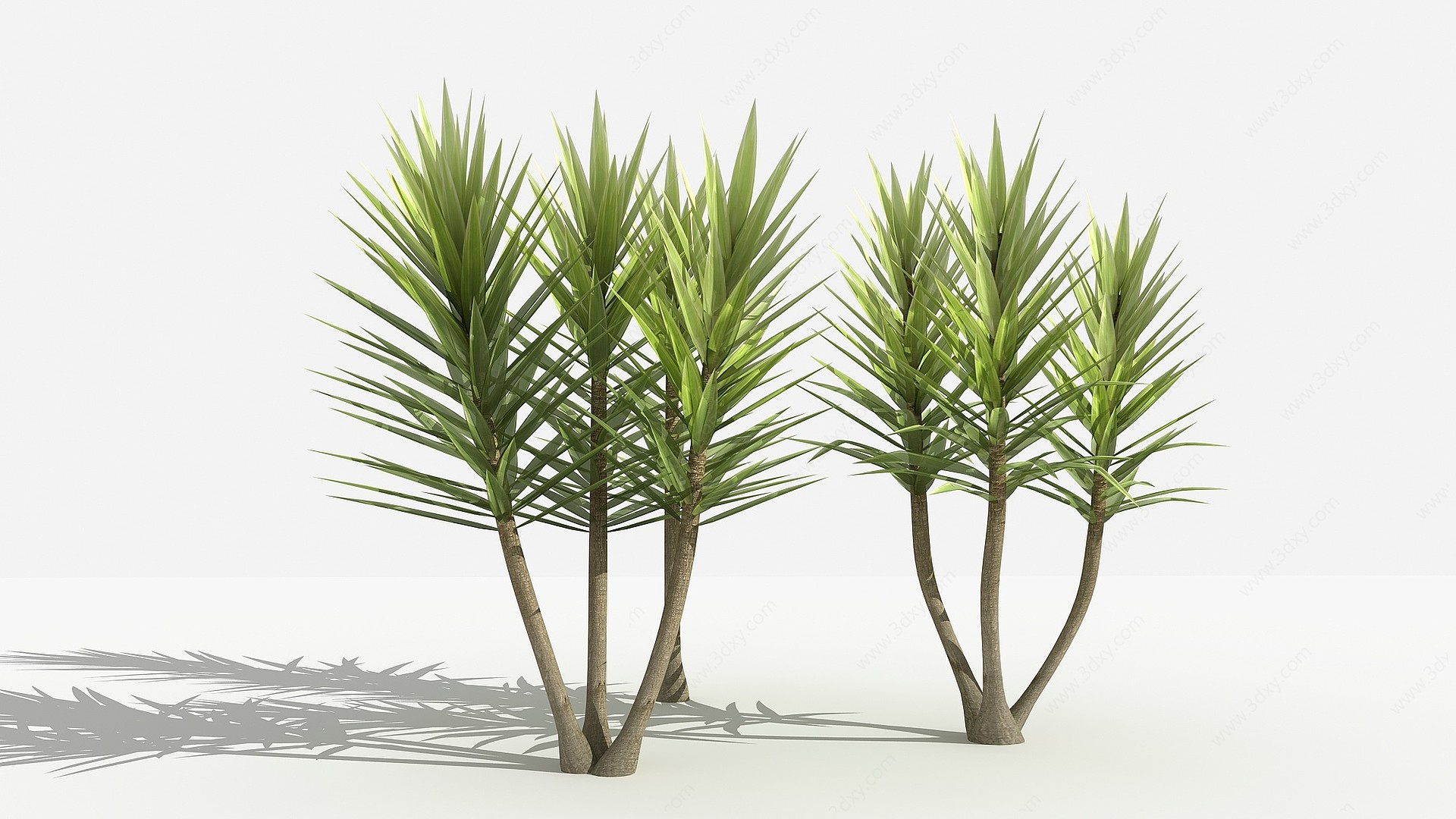 中式荷兰铁灌木树植物3D模型