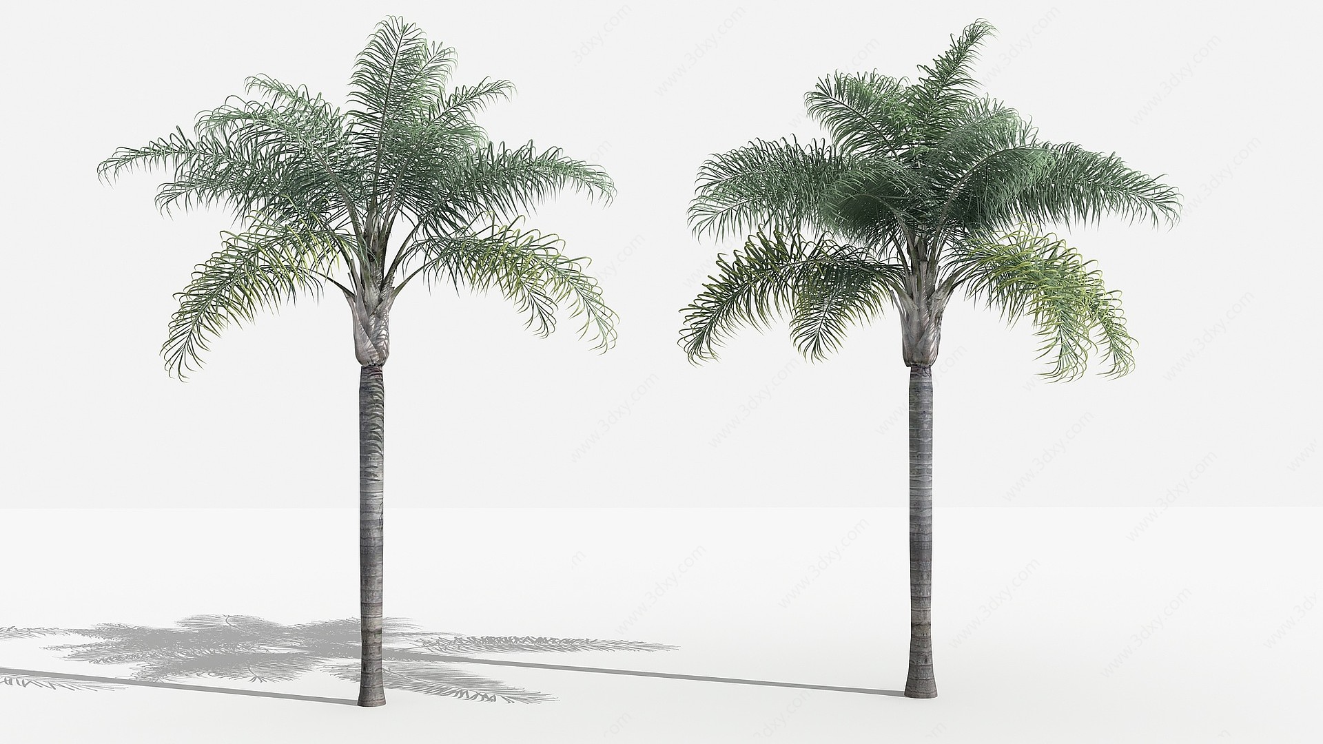 中式金山葵灌木树植物3D模型