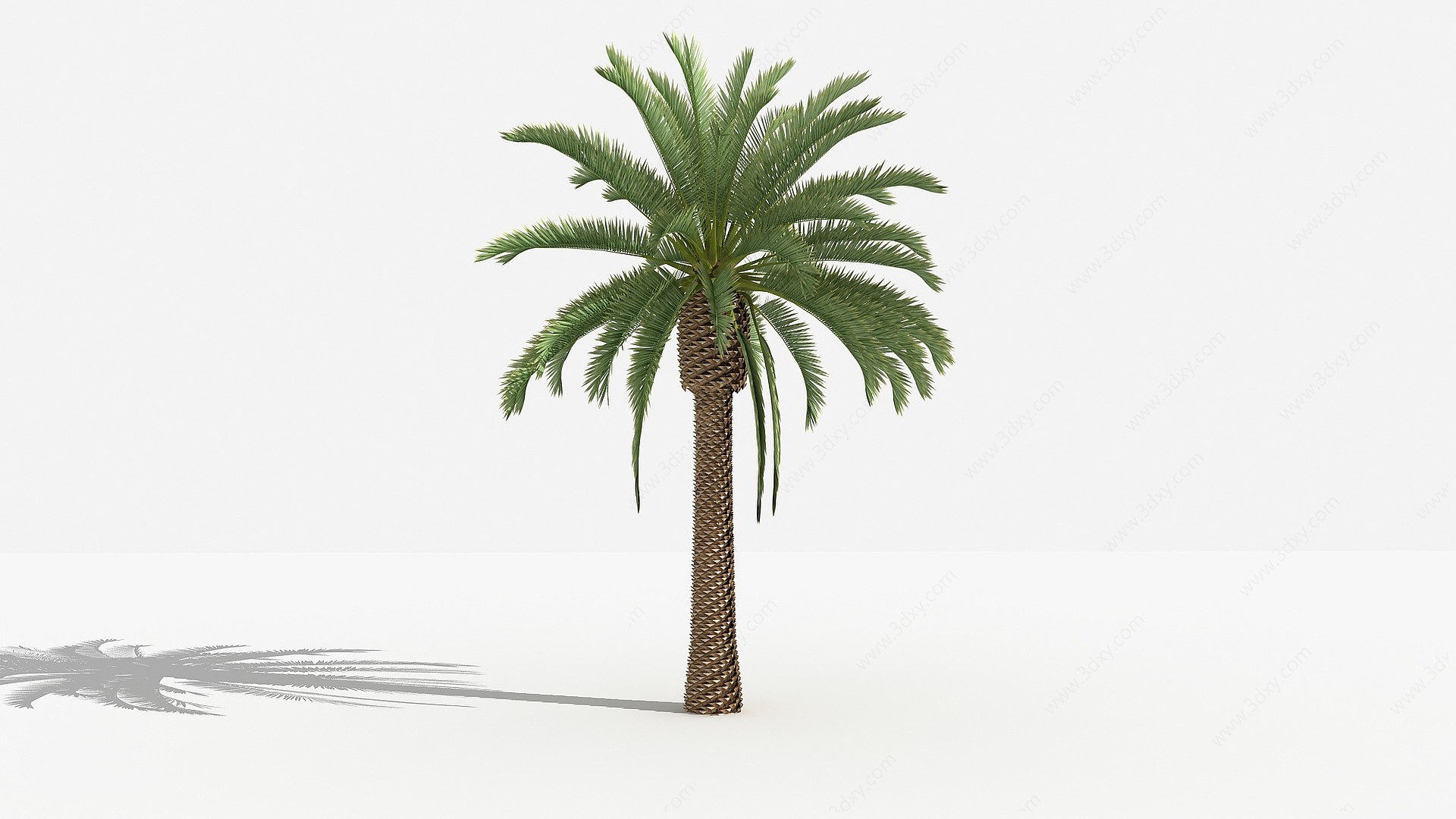 中式加纳利海枣灌木树3D模型