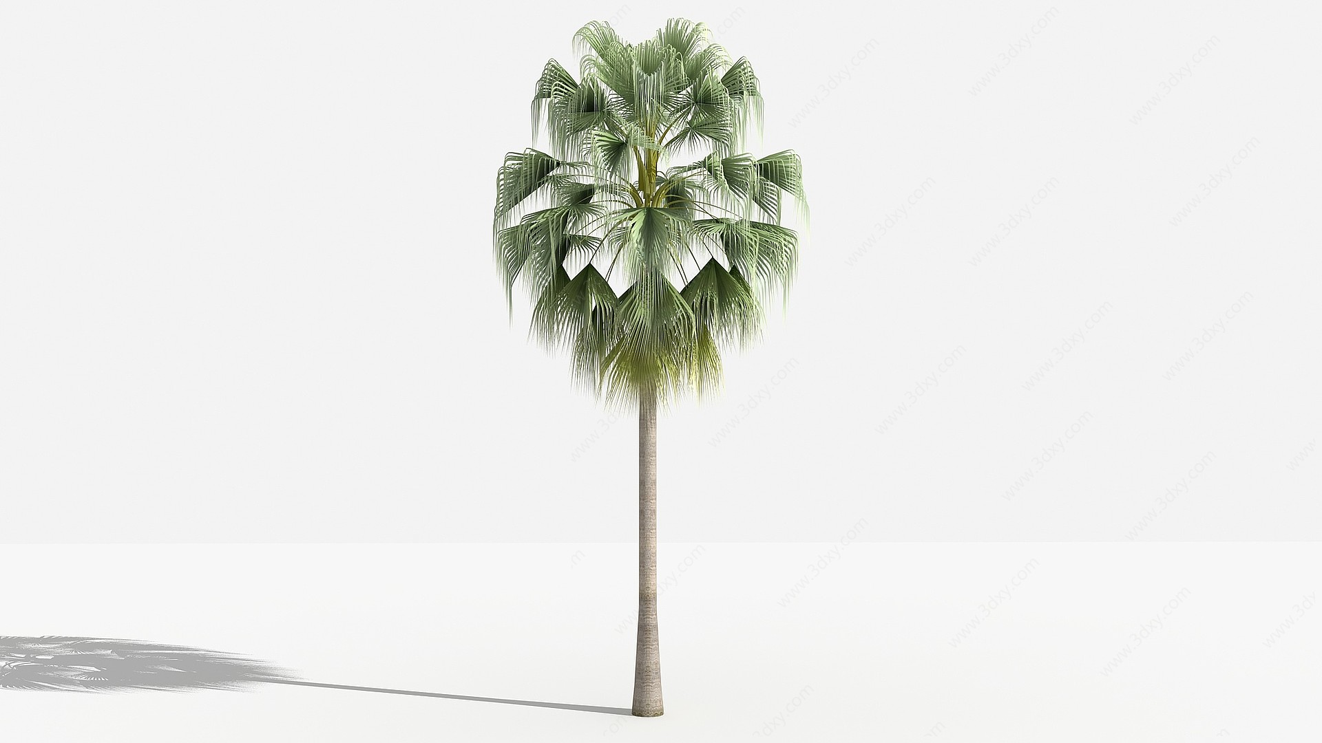 中式蒲葵灌木树植物3D模型