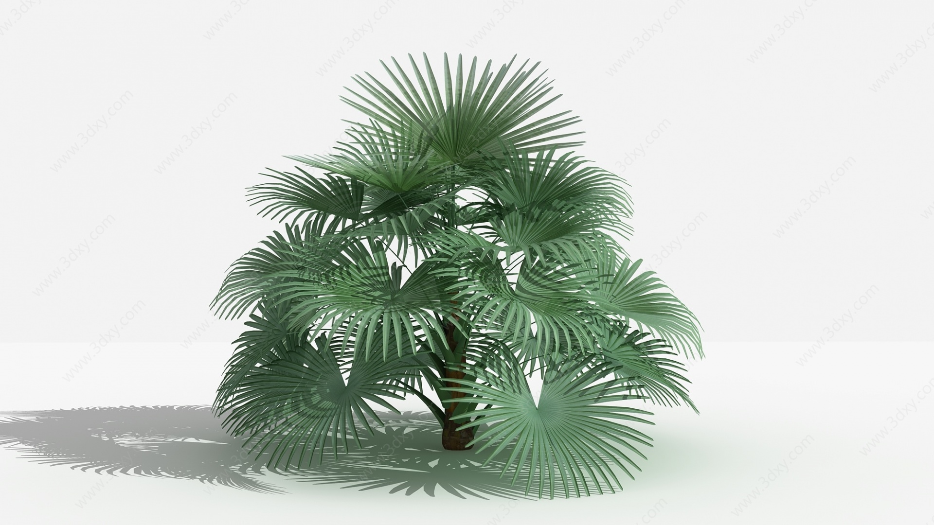 中式琼棕灌木树植物3D模型