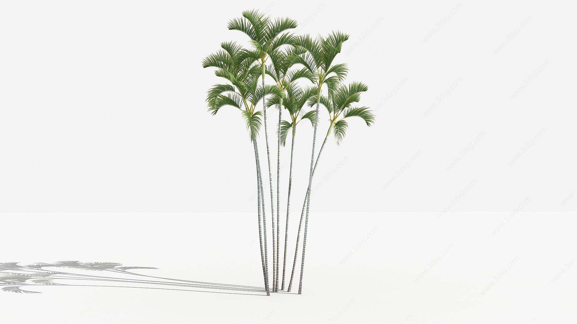 中式散尾葵灌木树植物3D模型