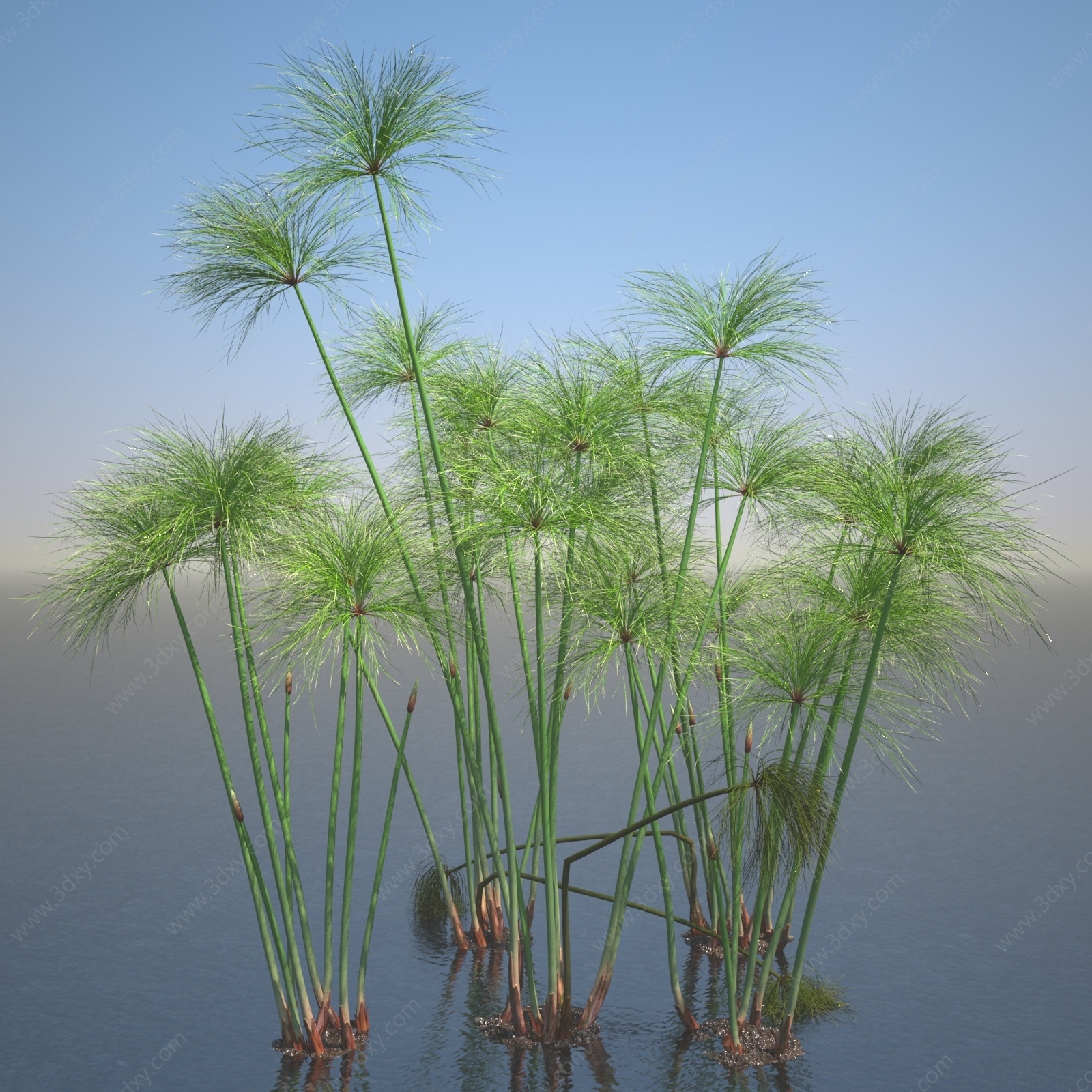 现代纸莎草水生植物3D模型