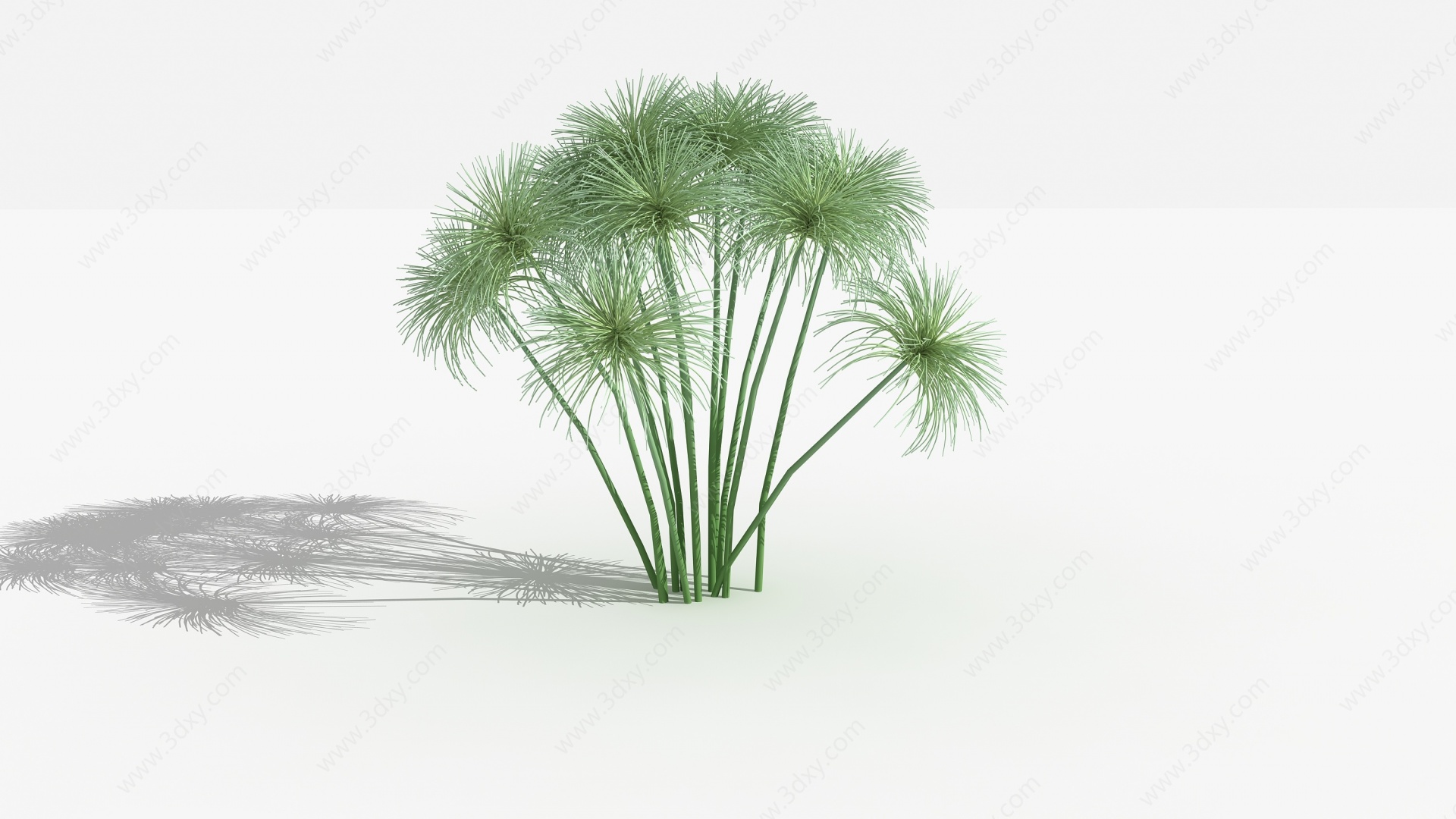 中式纸莎草灌木树植物3D模型