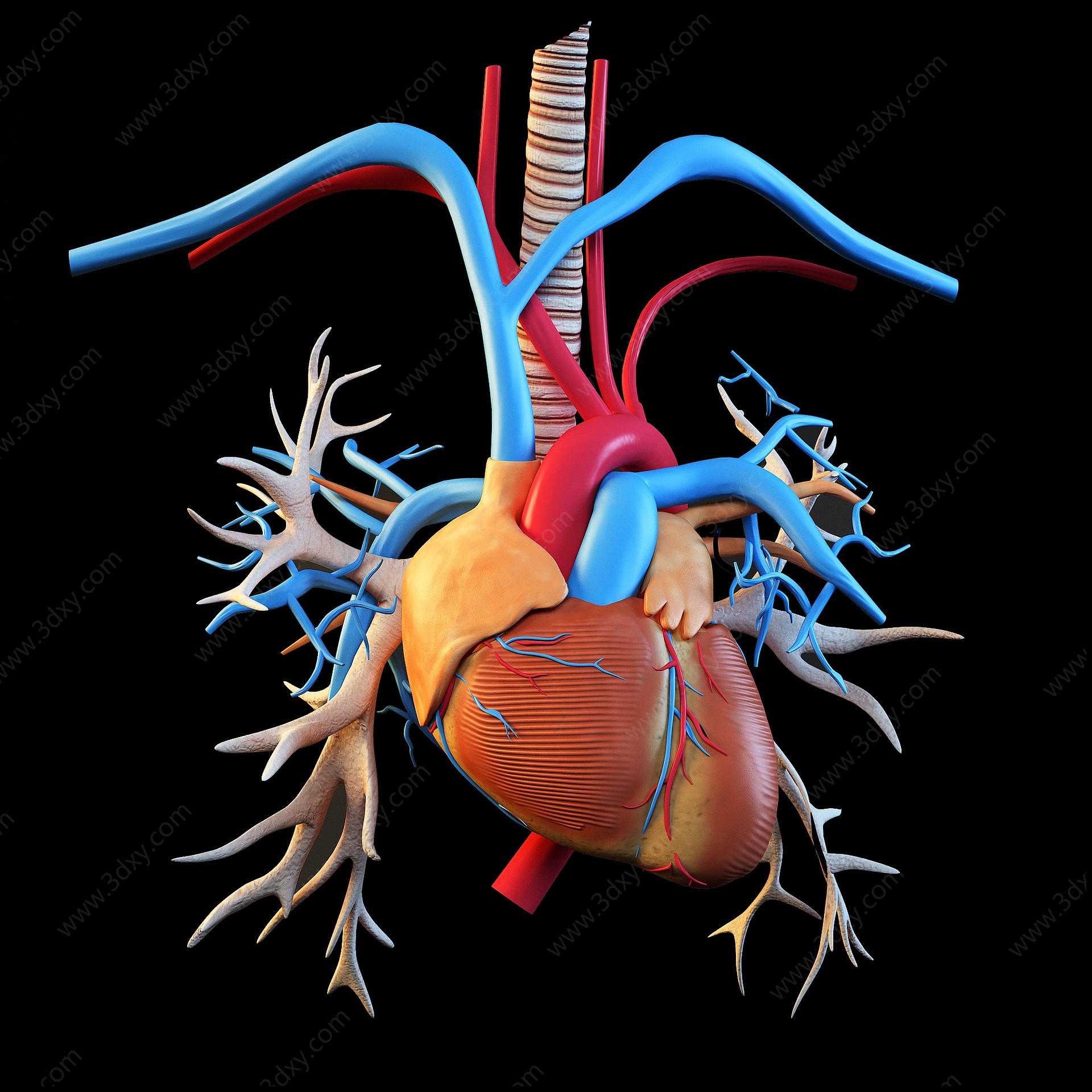 心脏心血管标本医疗器材3D模型