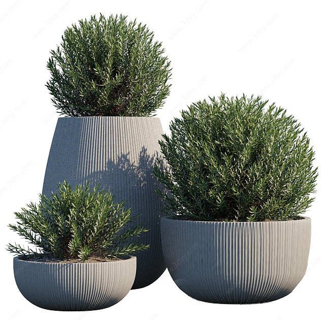 现代室外盆栽植物3D模型
