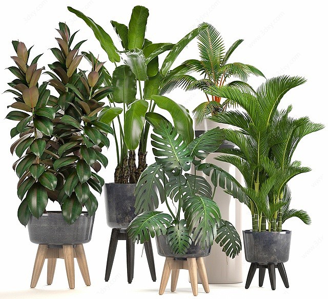 现代室内盆栽植物3D模型