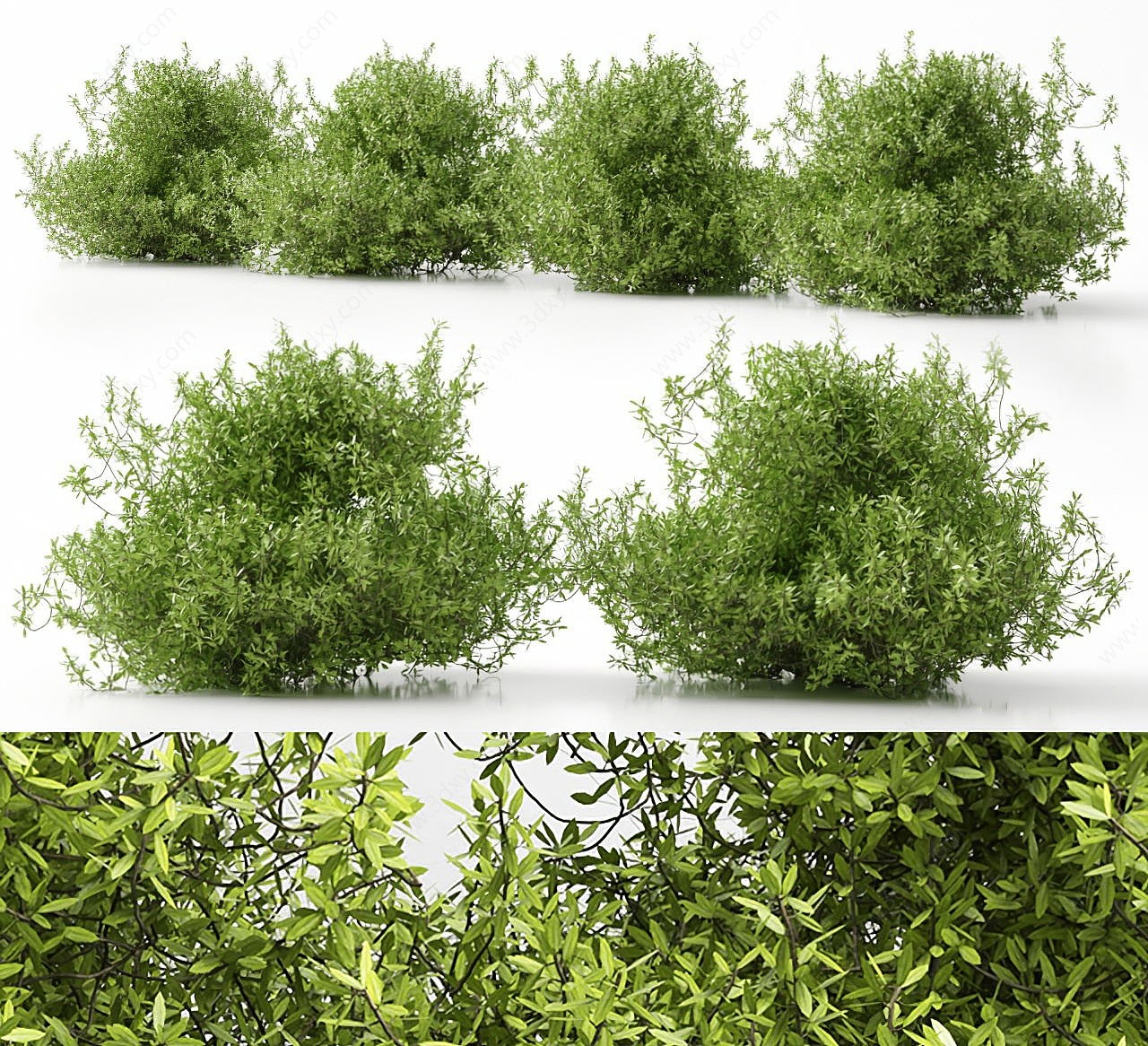 灌木丛植物3D模型