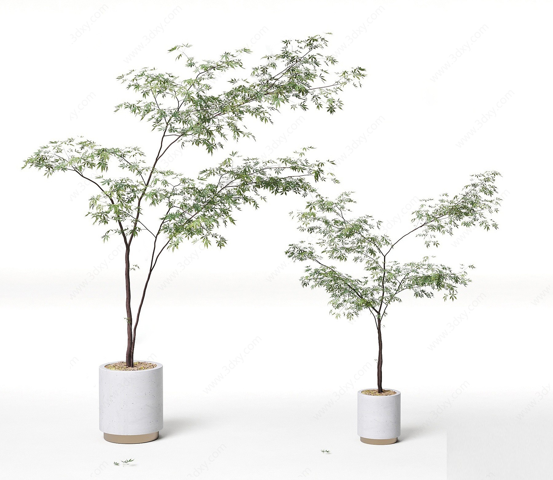 五角枫盆栽3D模型