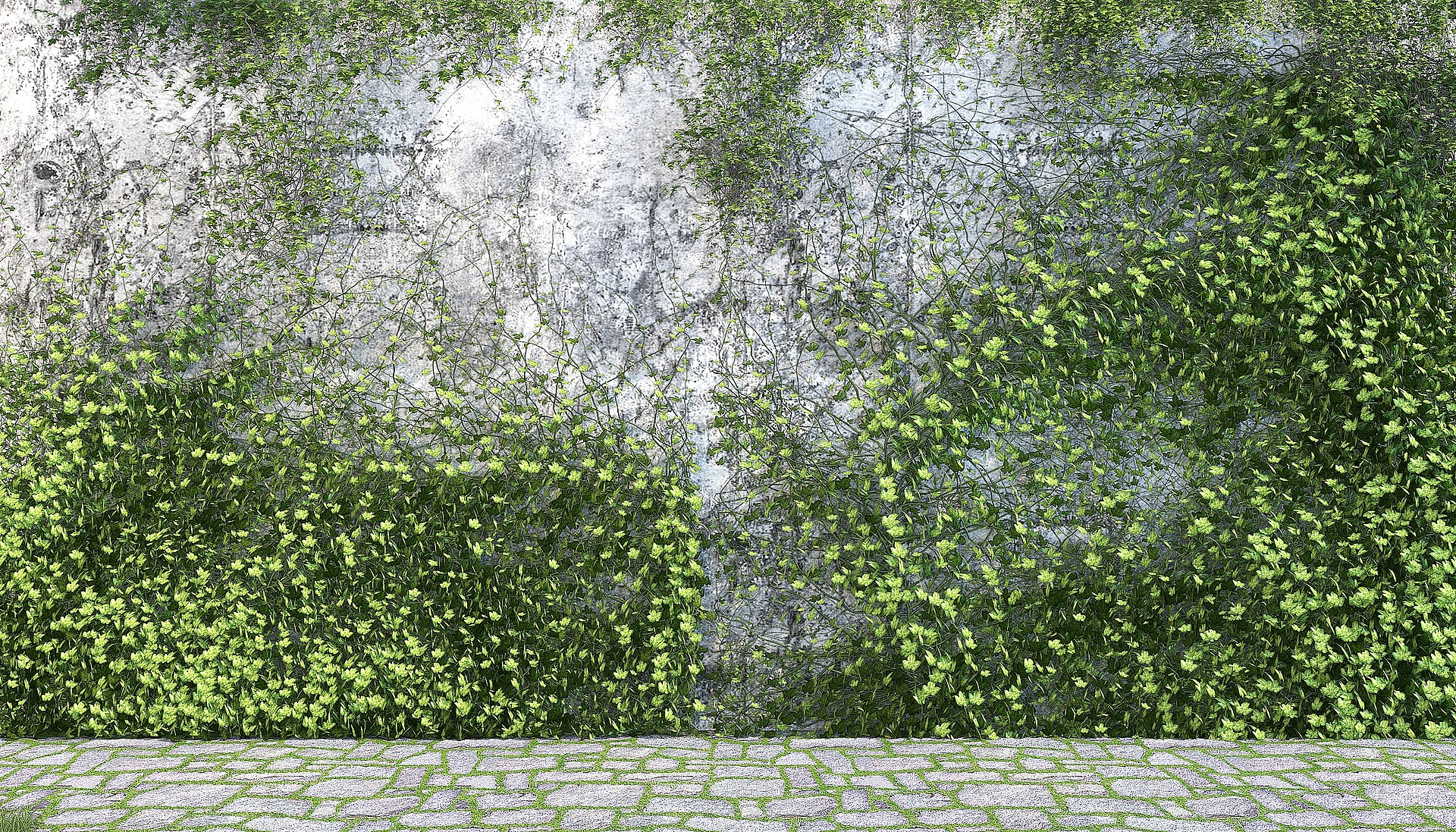 爬山虎藤蔓植物3D模型