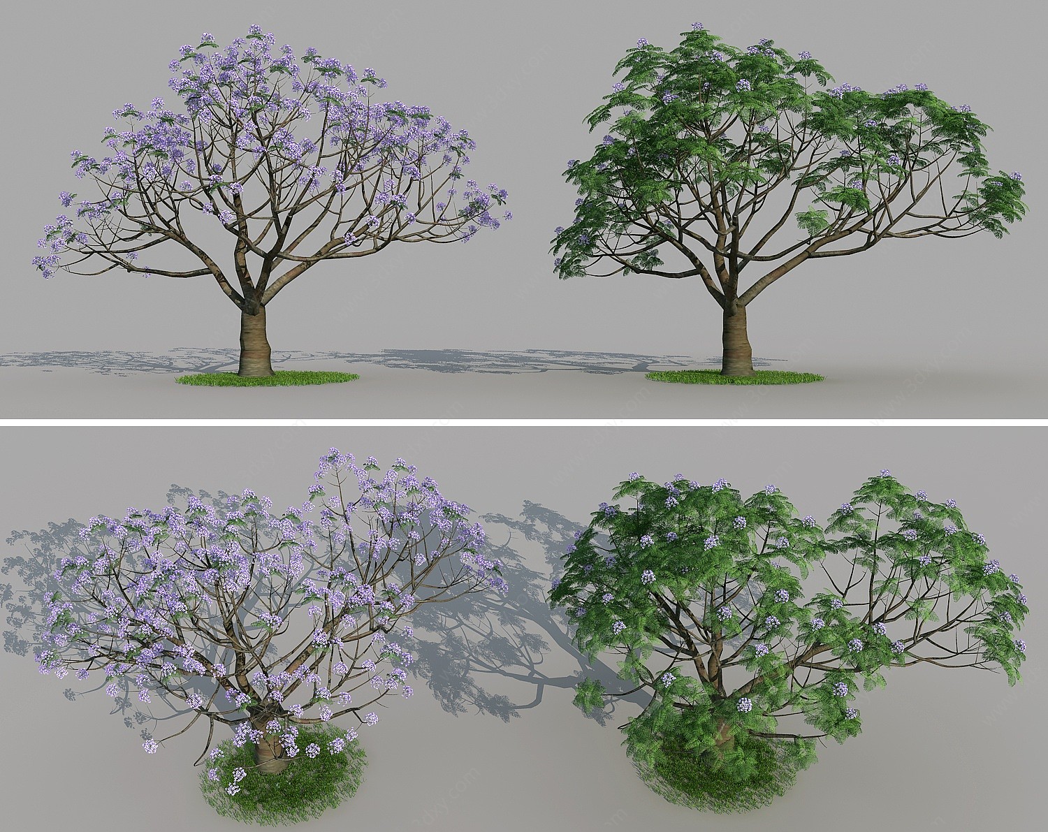 景观树蓝花楹植物树木乔木3D模型