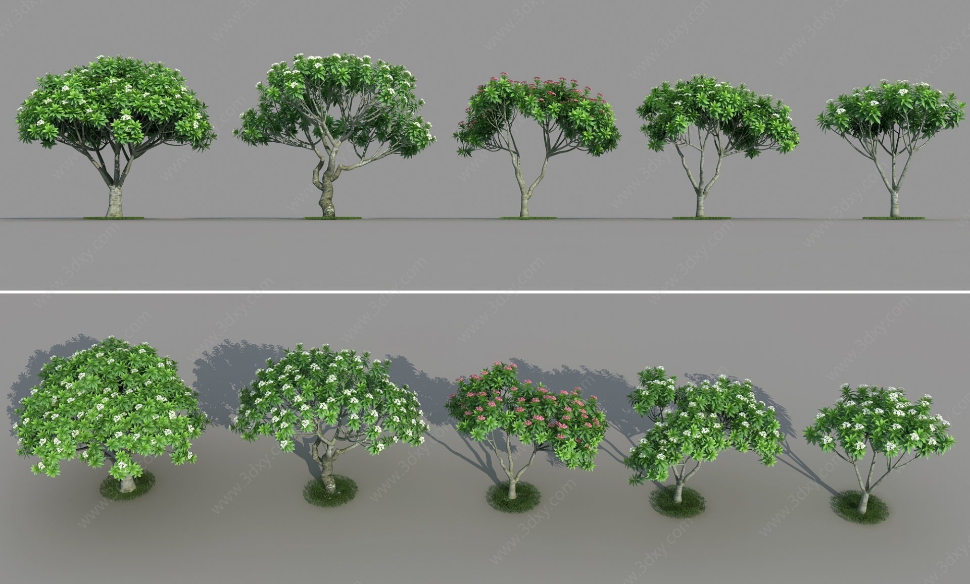 现代鸡蛋花树乔木植物3D模型