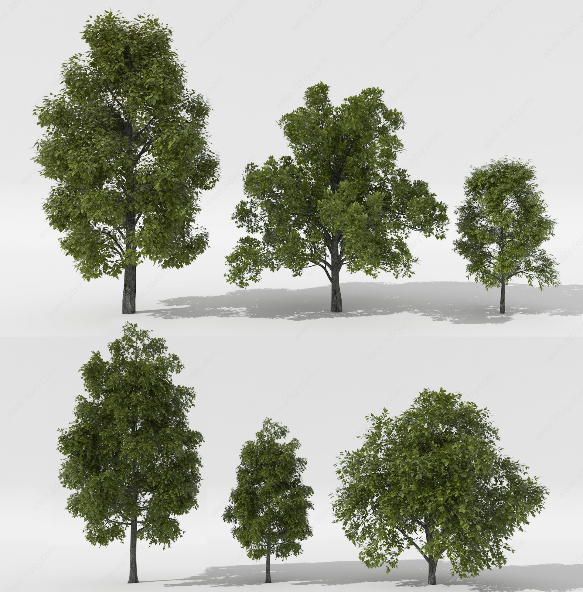 现代景观树行道树庭院树3D模型