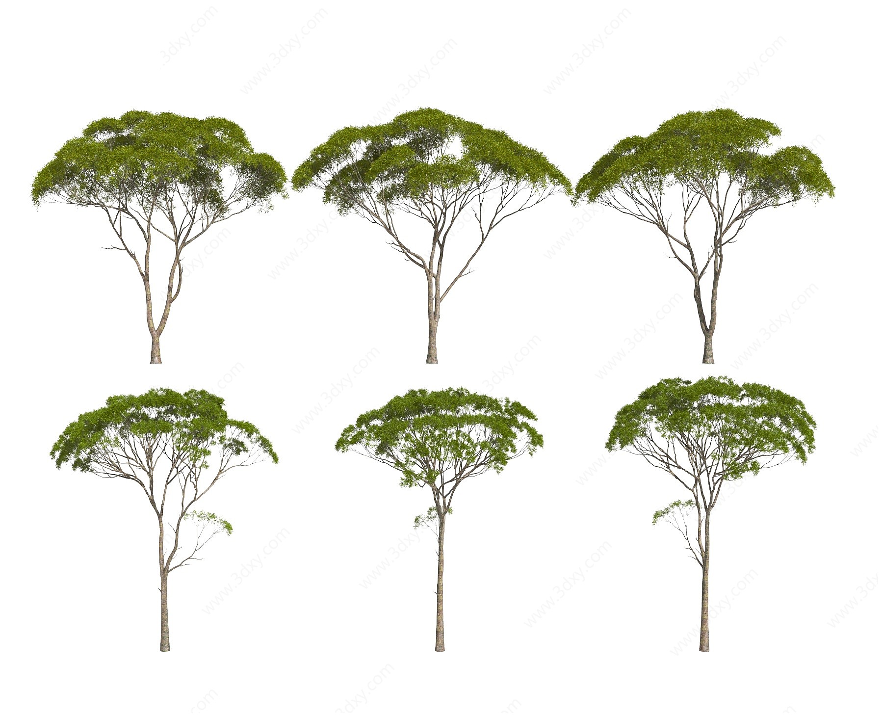 现代乔木树木阔叶树3D模型