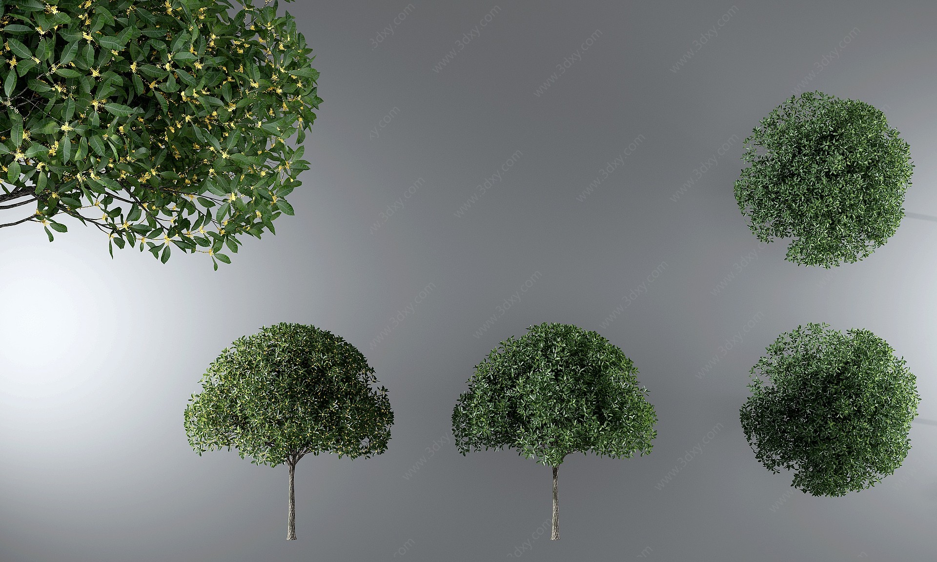 现代桂花树户外树木3D模型