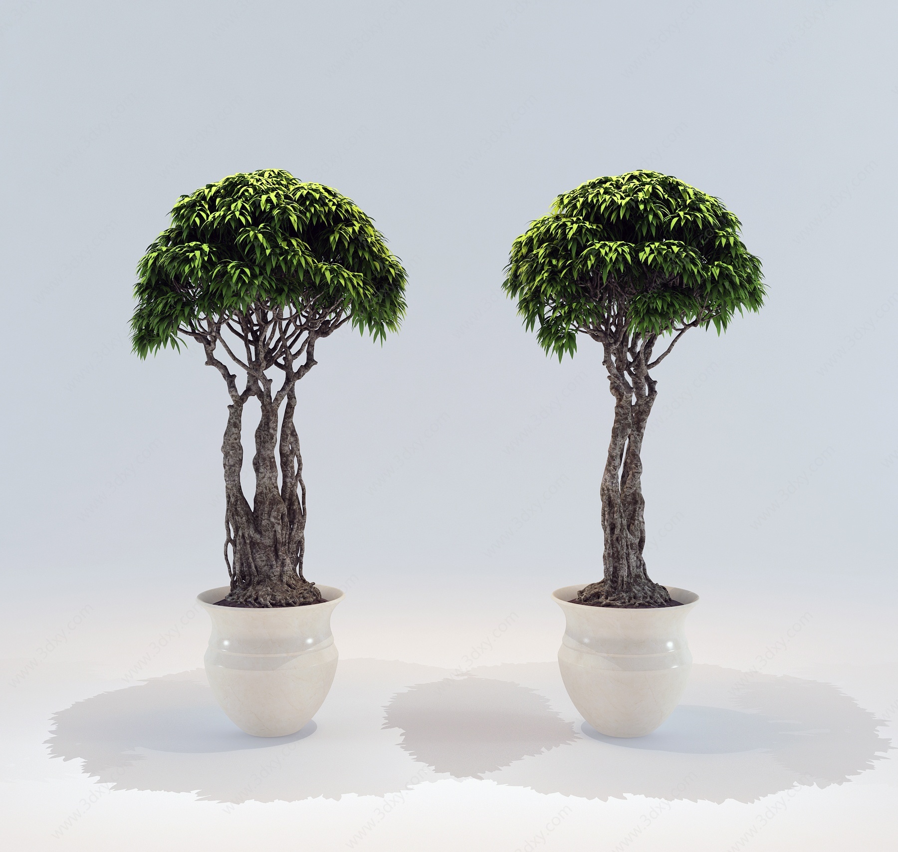 中式盆栽盆景植物树3D模型