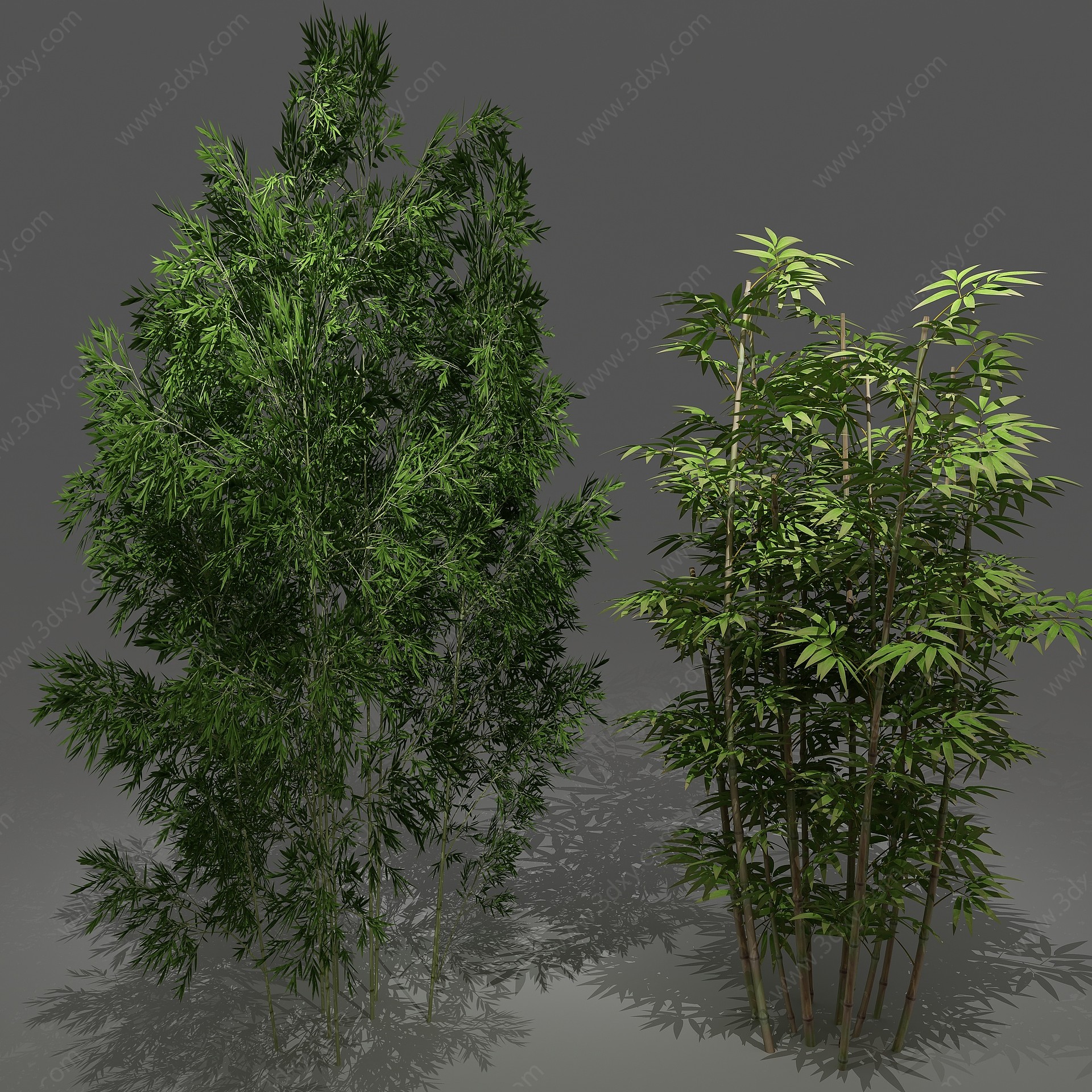 中式植物竹竹子3D模型