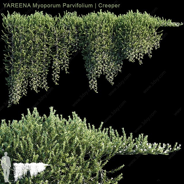 藤蔓爬山虎户外植物3D模型