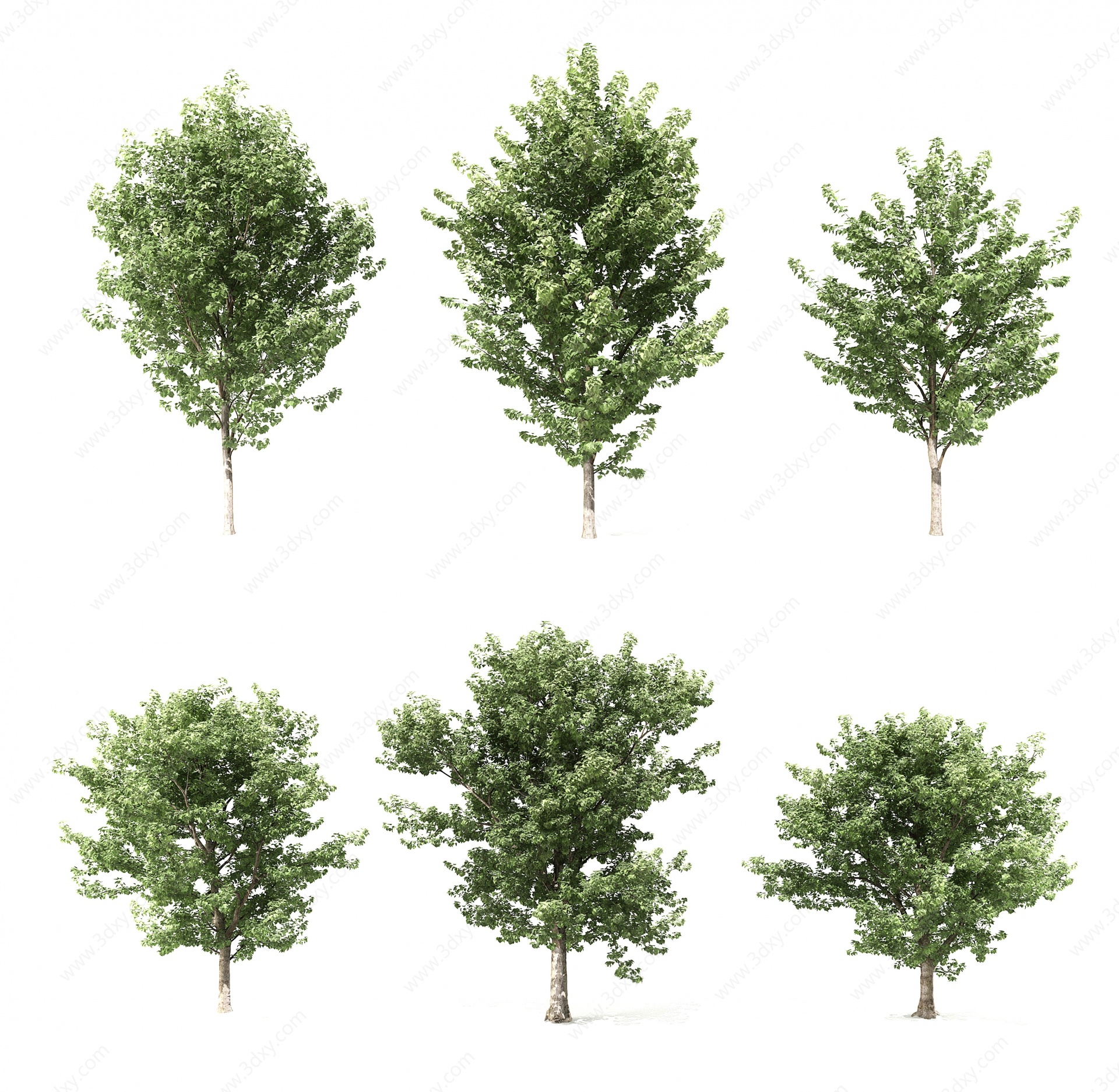 现代树古树3D模型