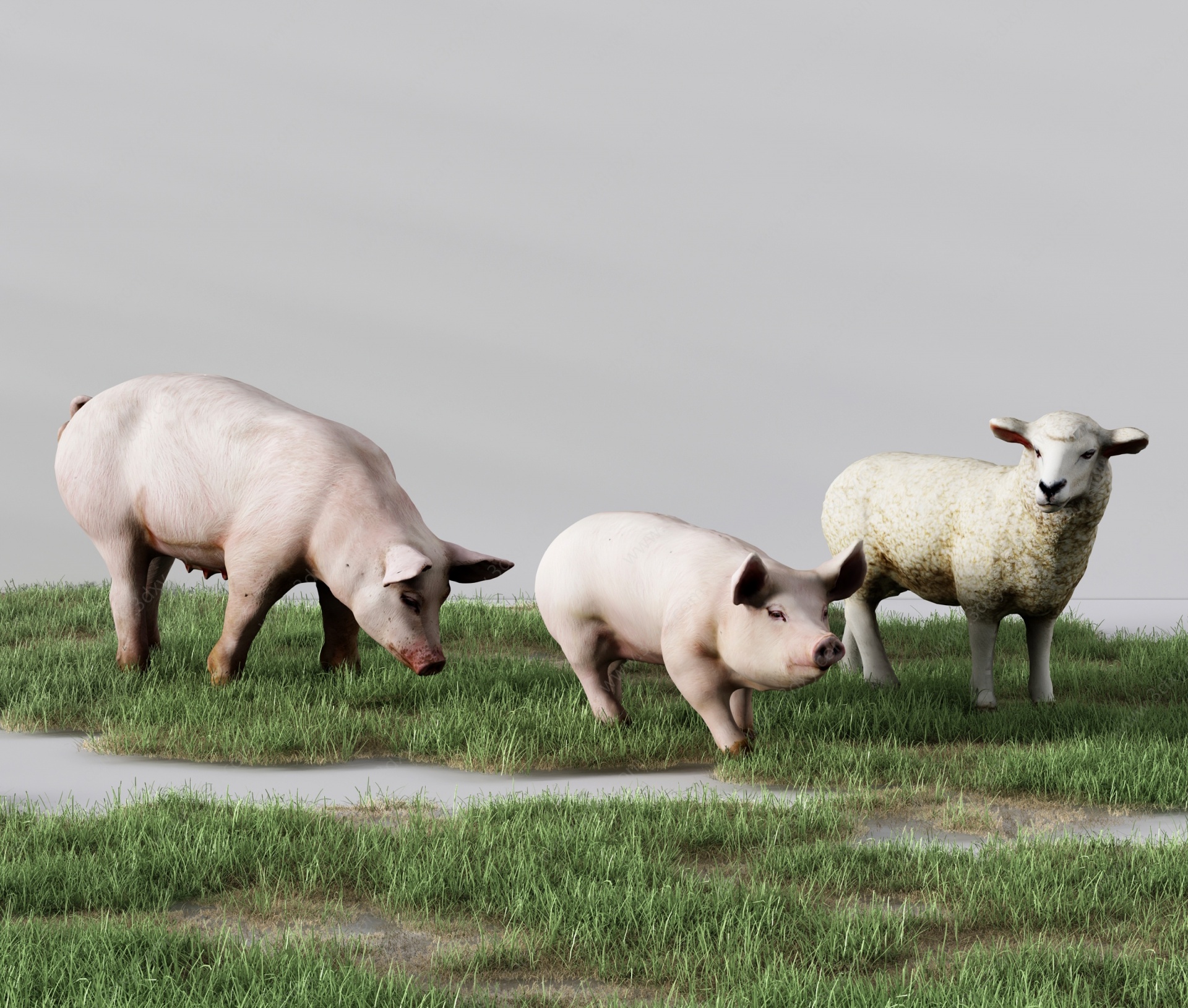 现代动物生猪草羊绵羊草坪3D模型
