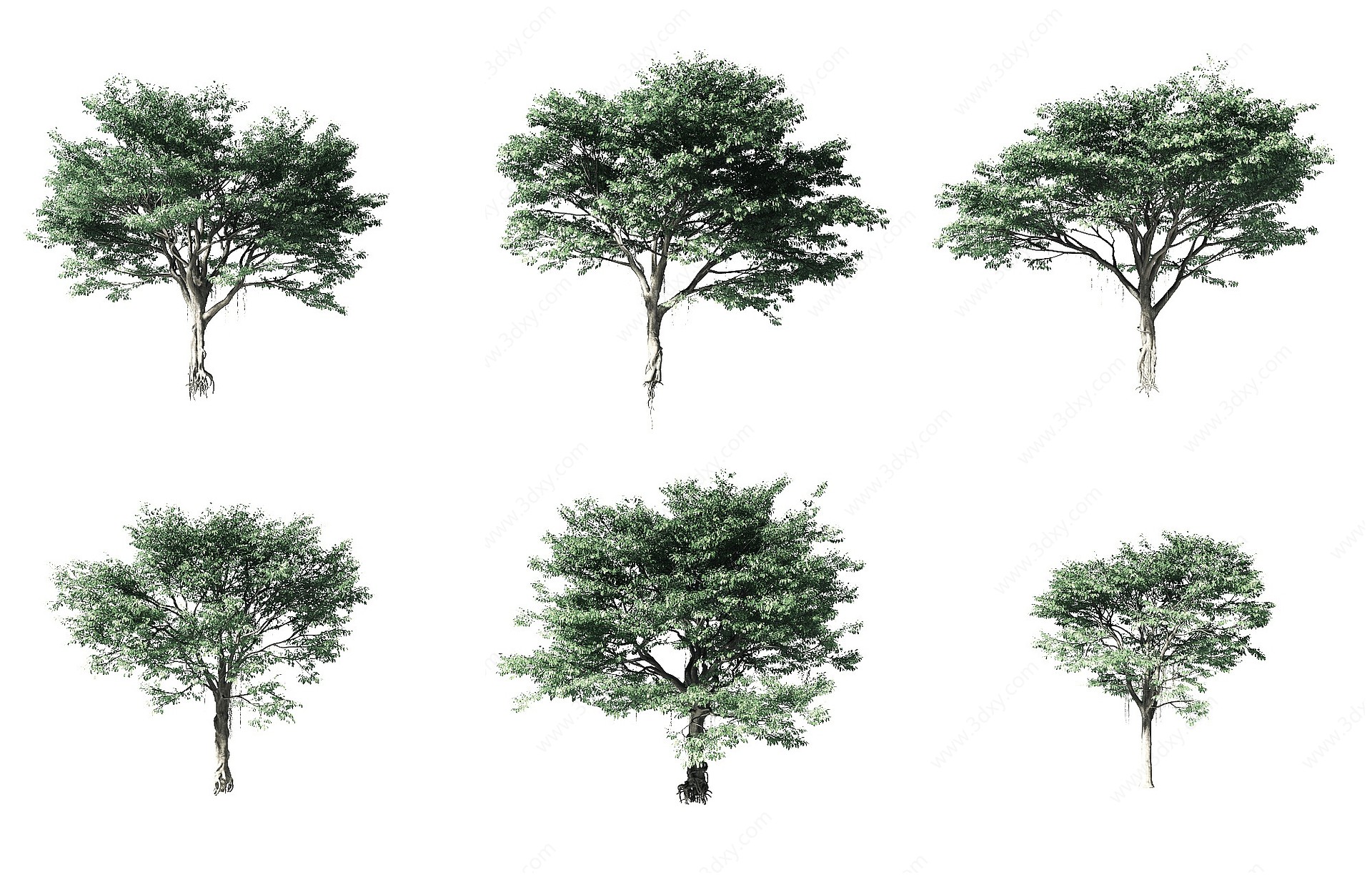 现代阔叶树3D模型