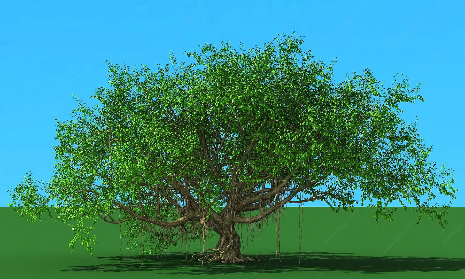 榕树大树树木植物乔木3D模型