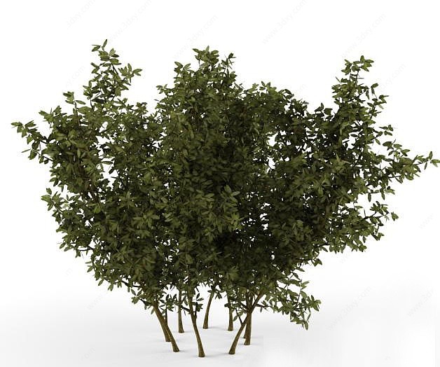 绿植树3D模型