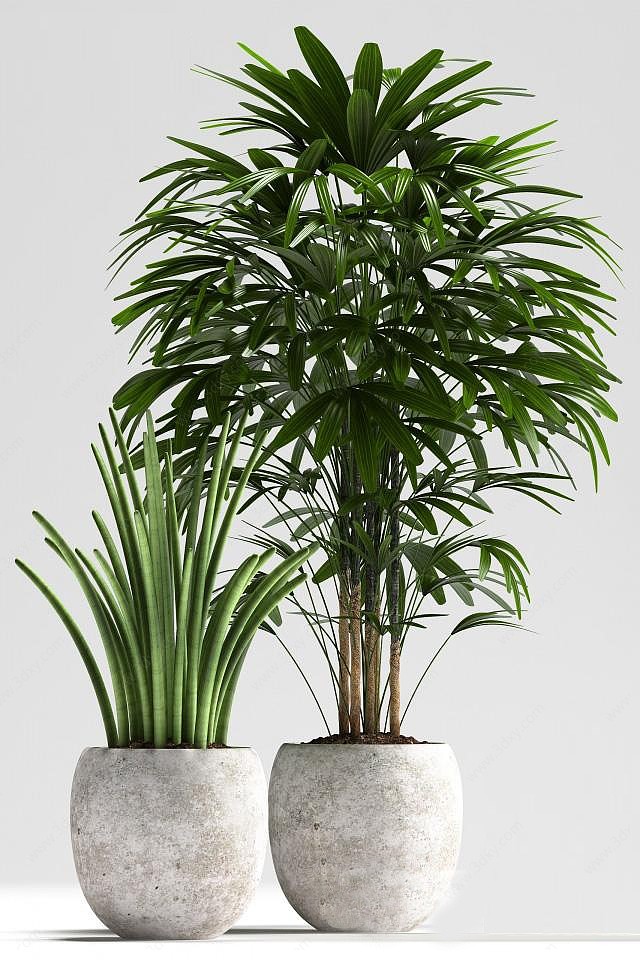 盆栽植物绿植3D模型