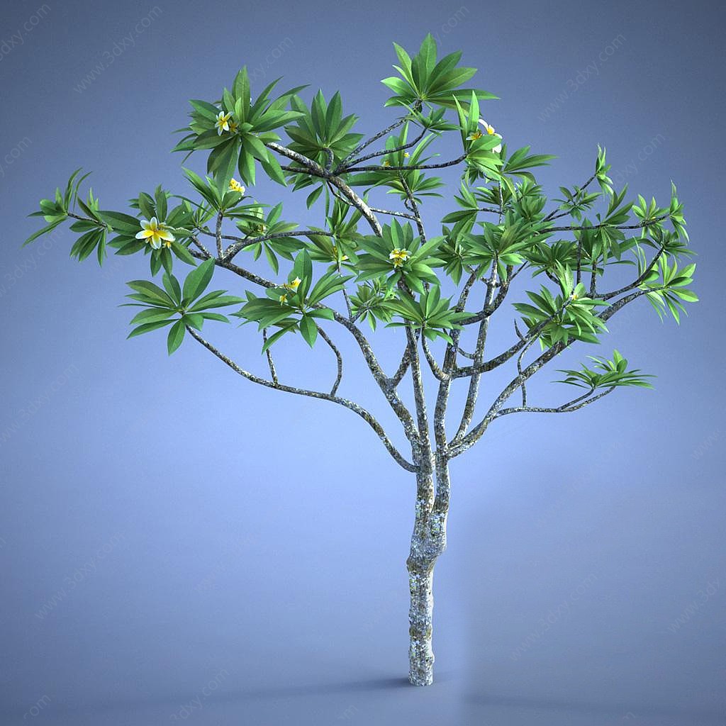 景观树蓝花楹植物3D模型