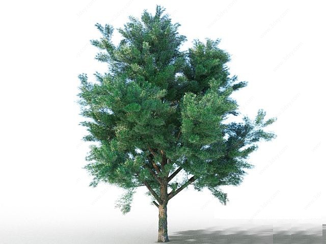 松树植物3D模型