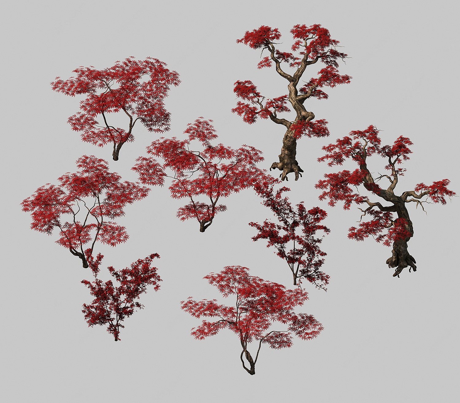 枫树红枫树树植物3D模型