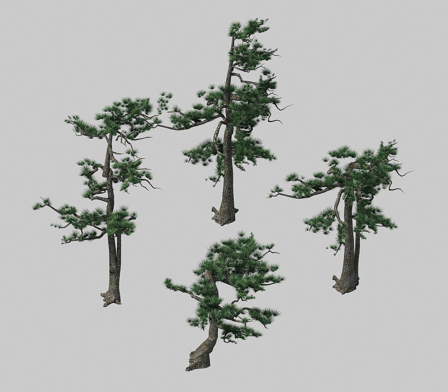 现代松树树植物3D模型
