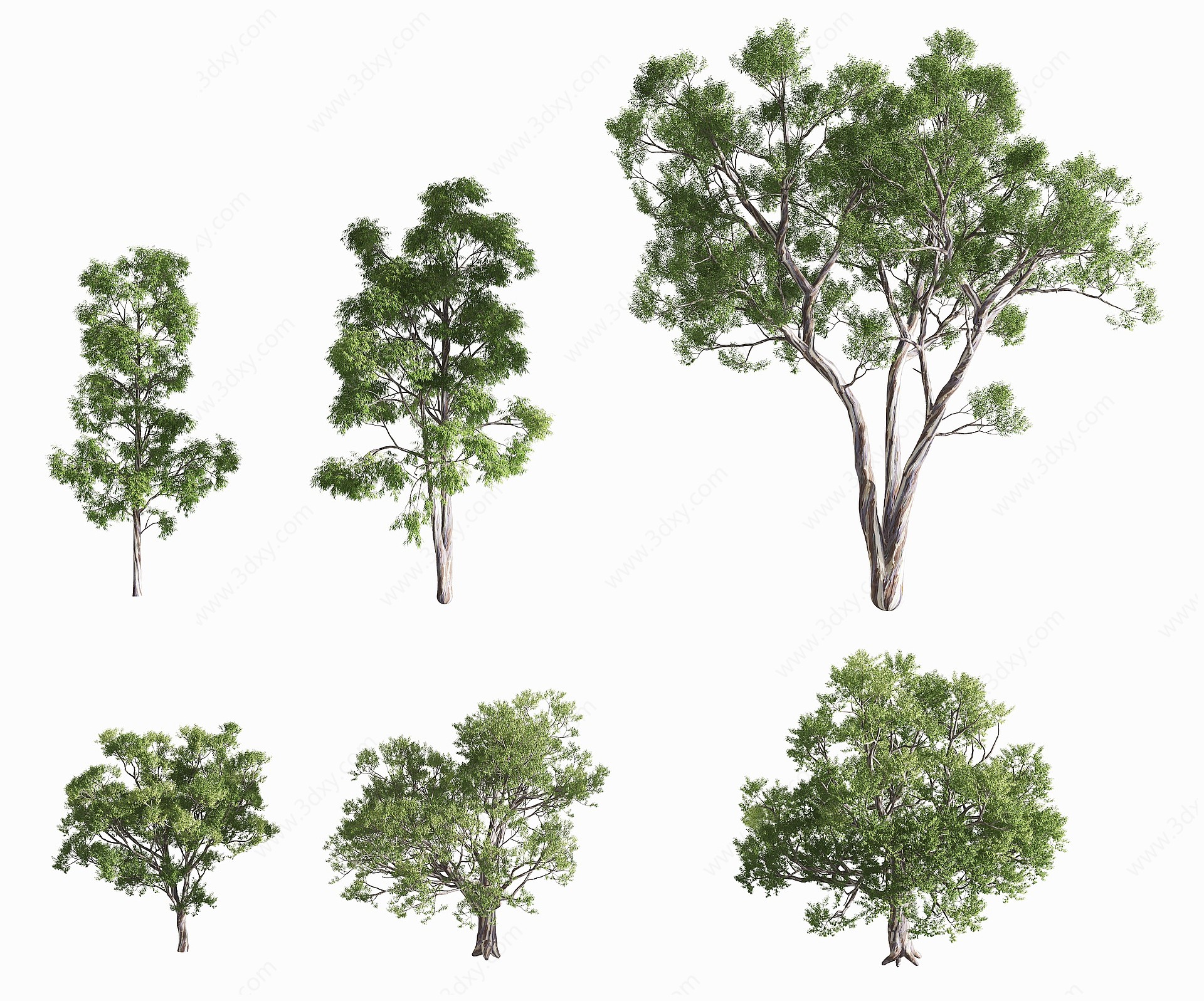 现代蓝桉树景观树3D模型