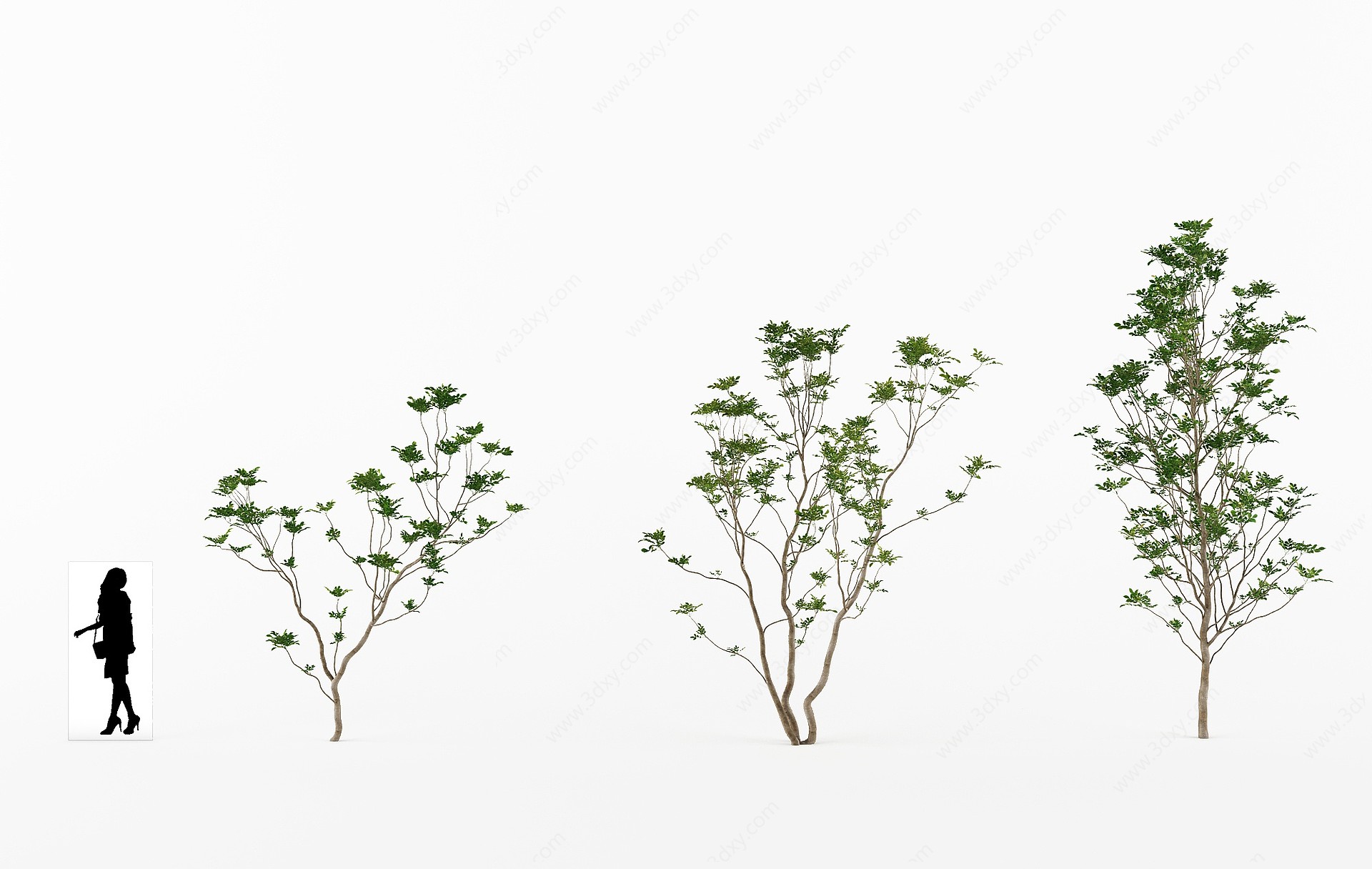 景观树蓝花楹植物3D模型