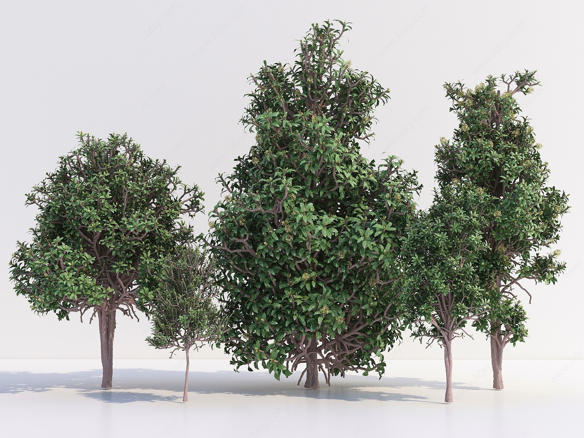 现代乔木树木3D模型