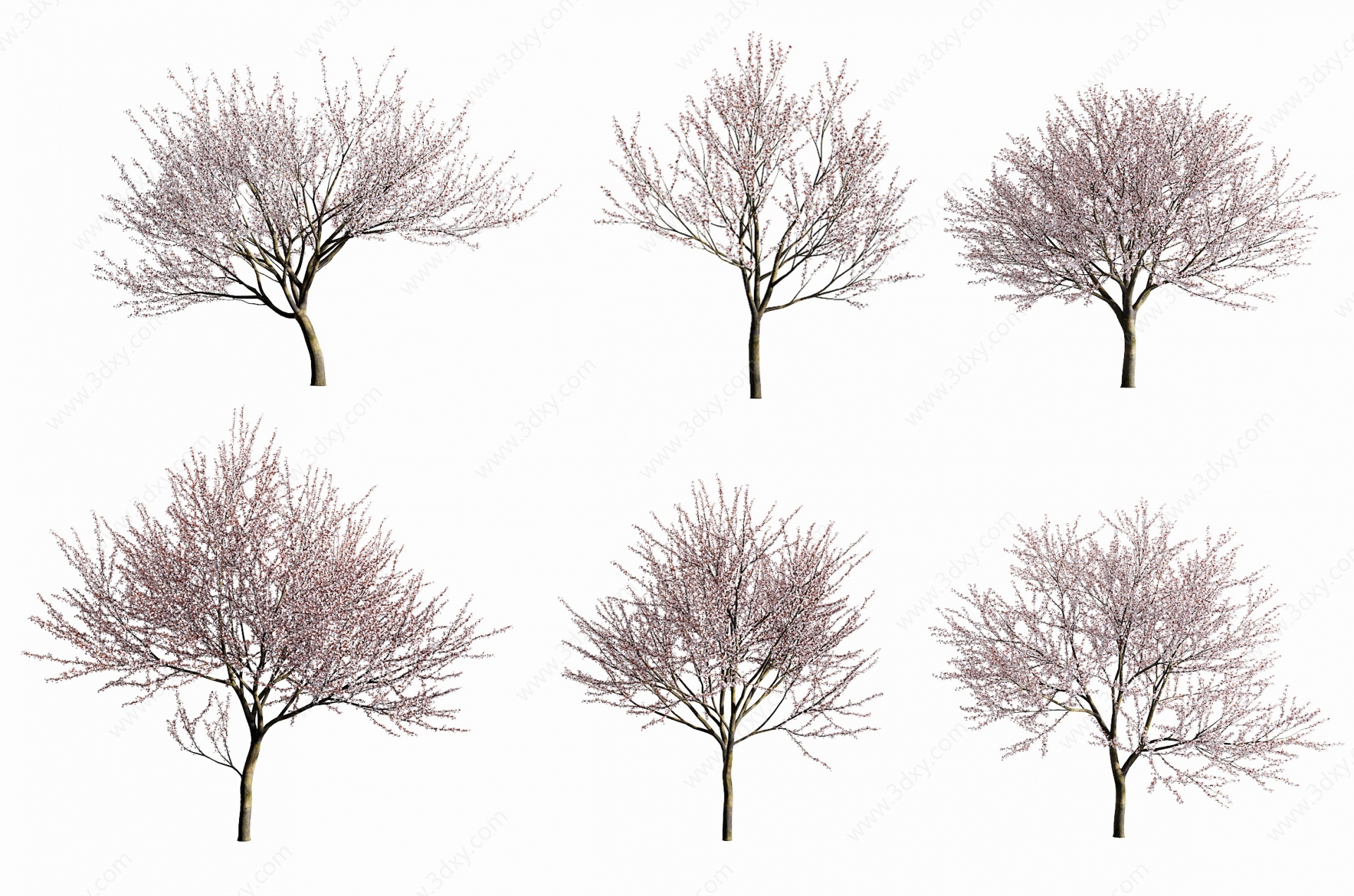 现代梅花树植物3D模型