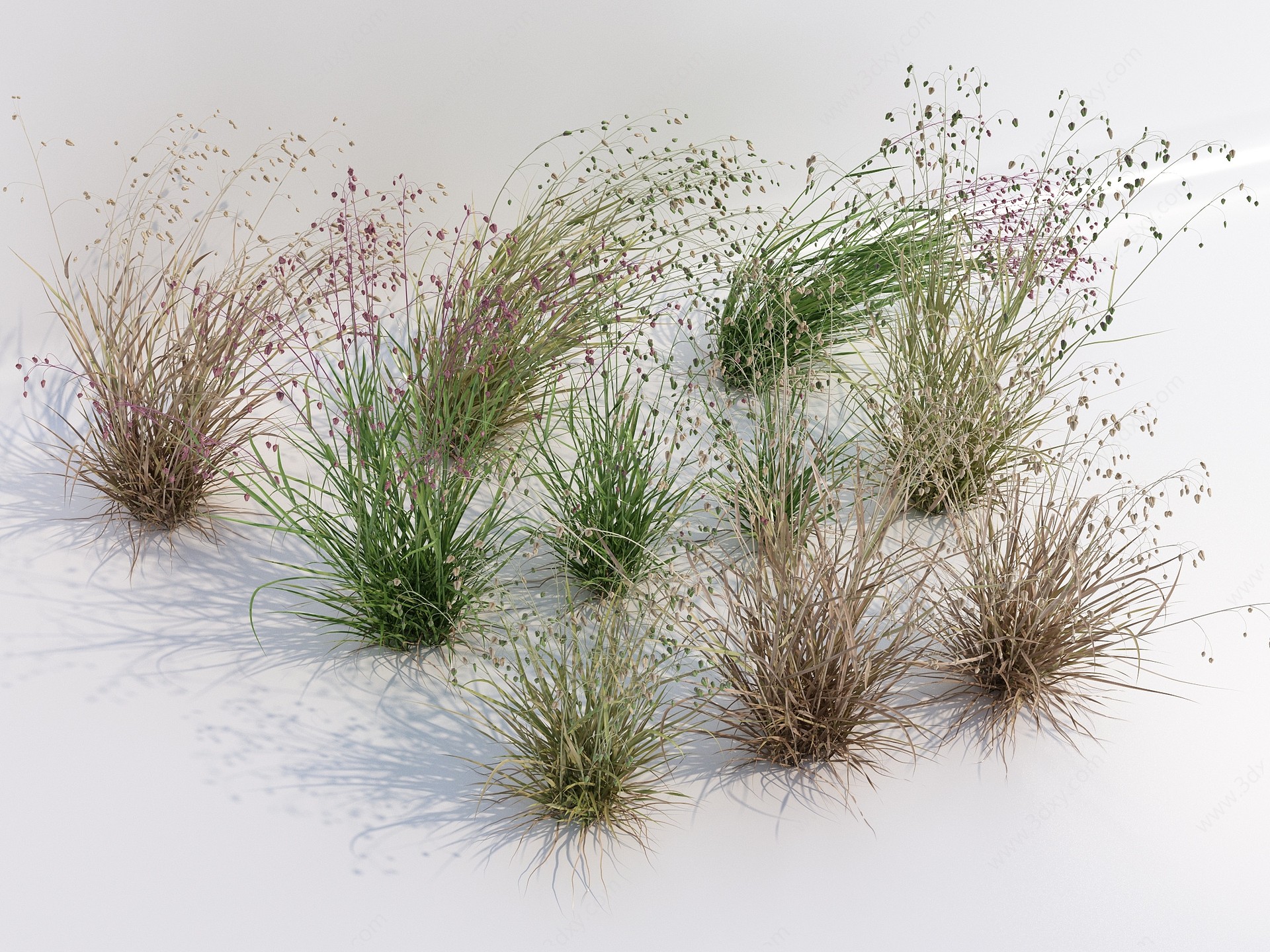 现代草丛植物3D模型
